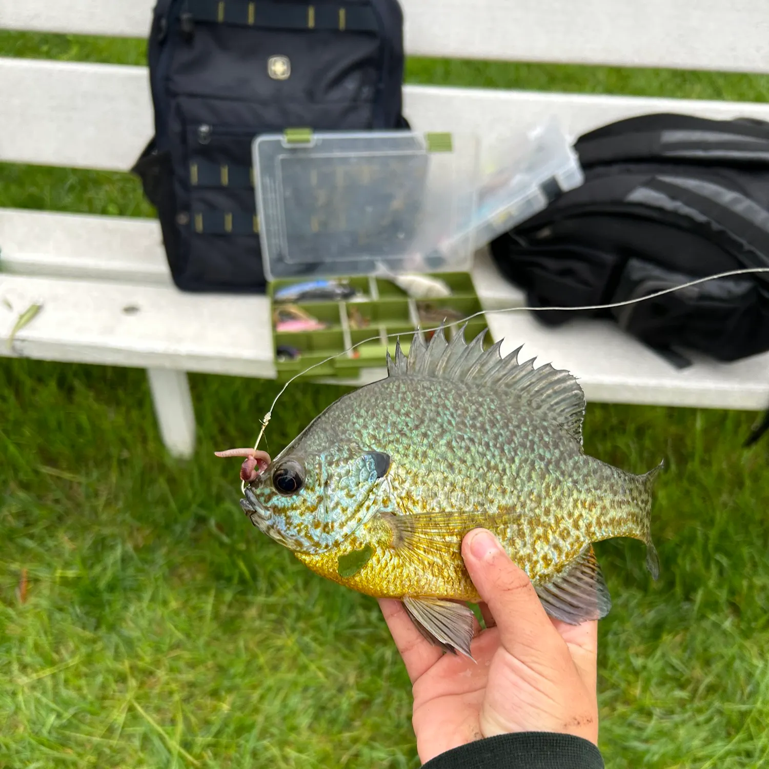 Greengill hybrid caught on Fishbrain