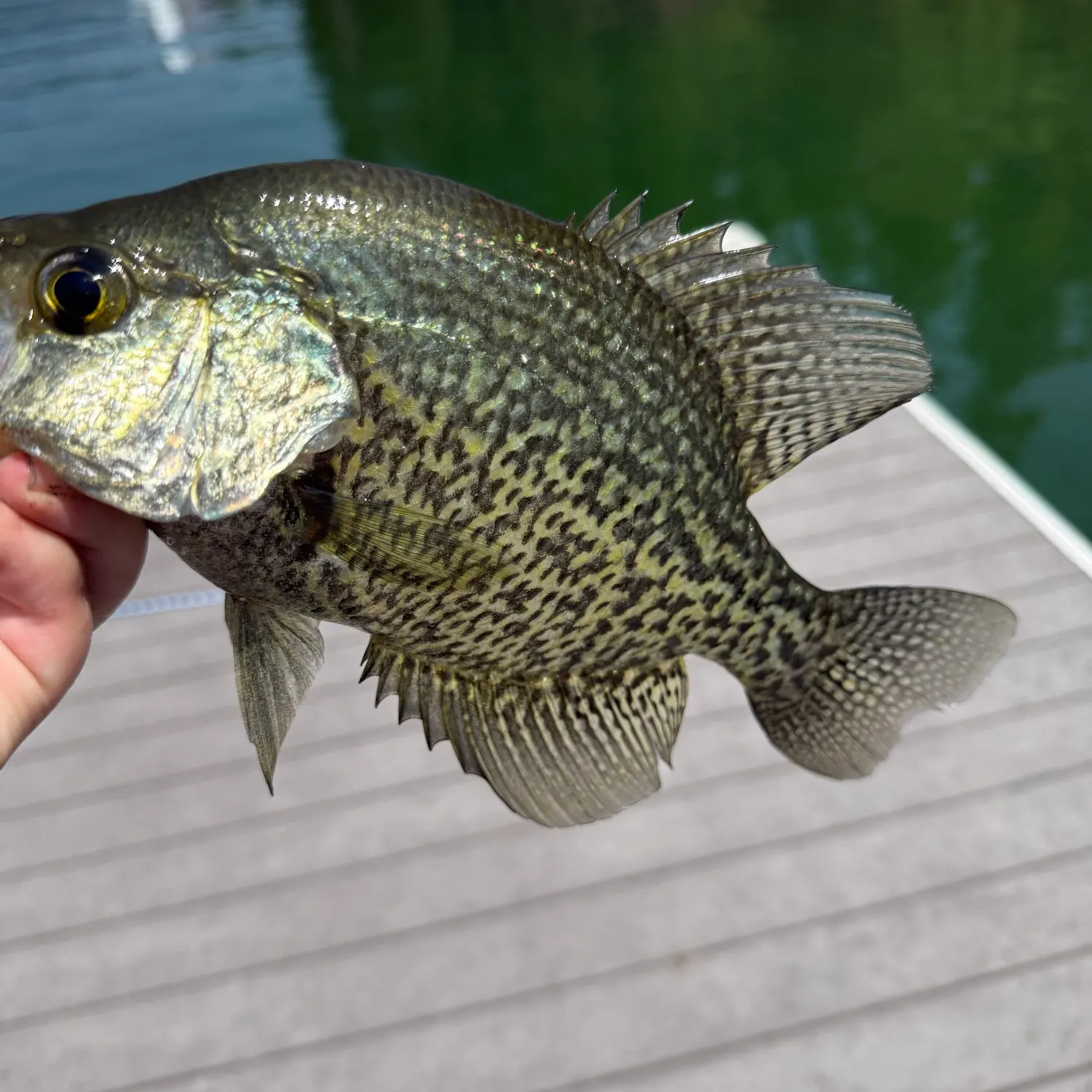 The most recent Black crappie catches on Fishbrain