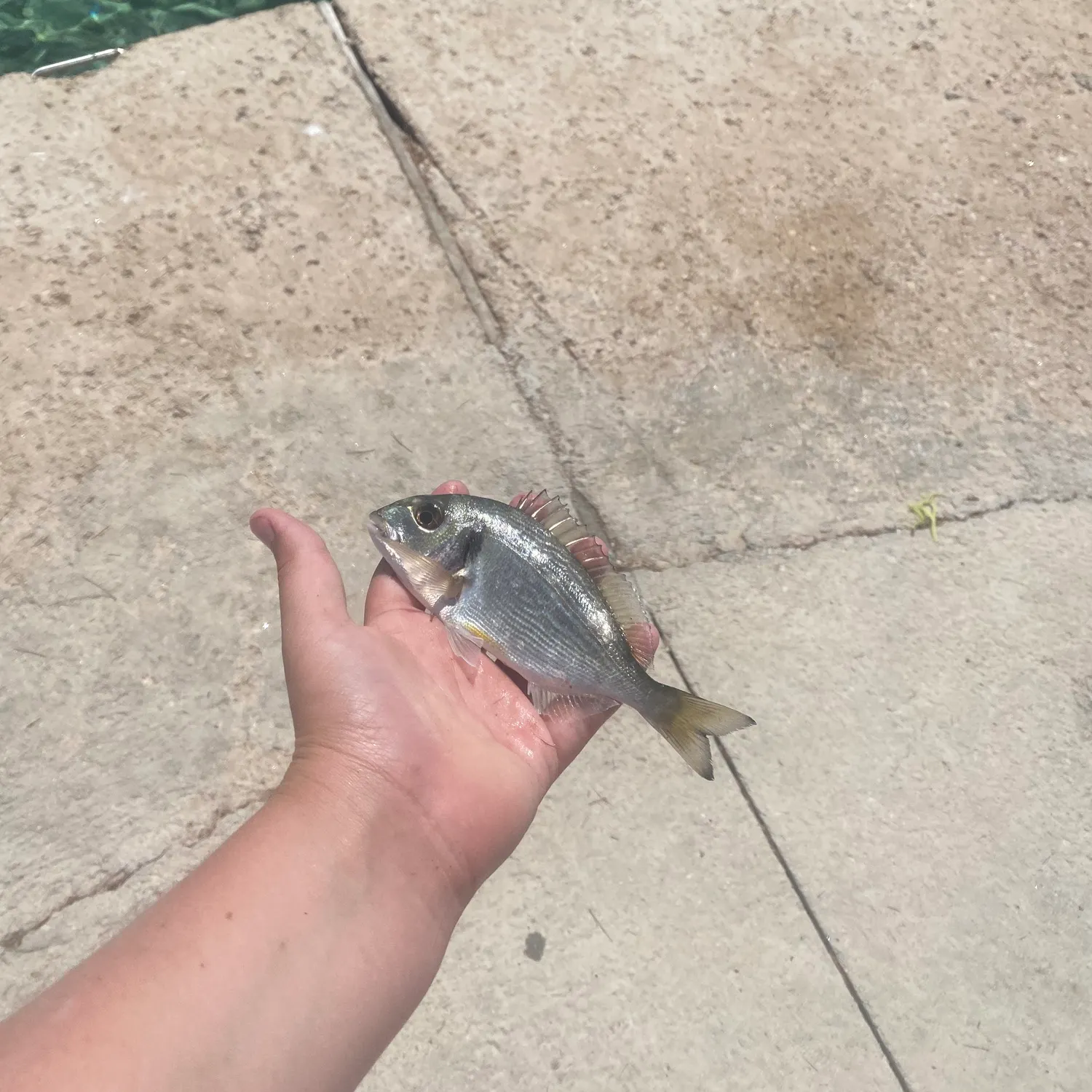 The most recent Musselcracker seabream catches on Fishbrain