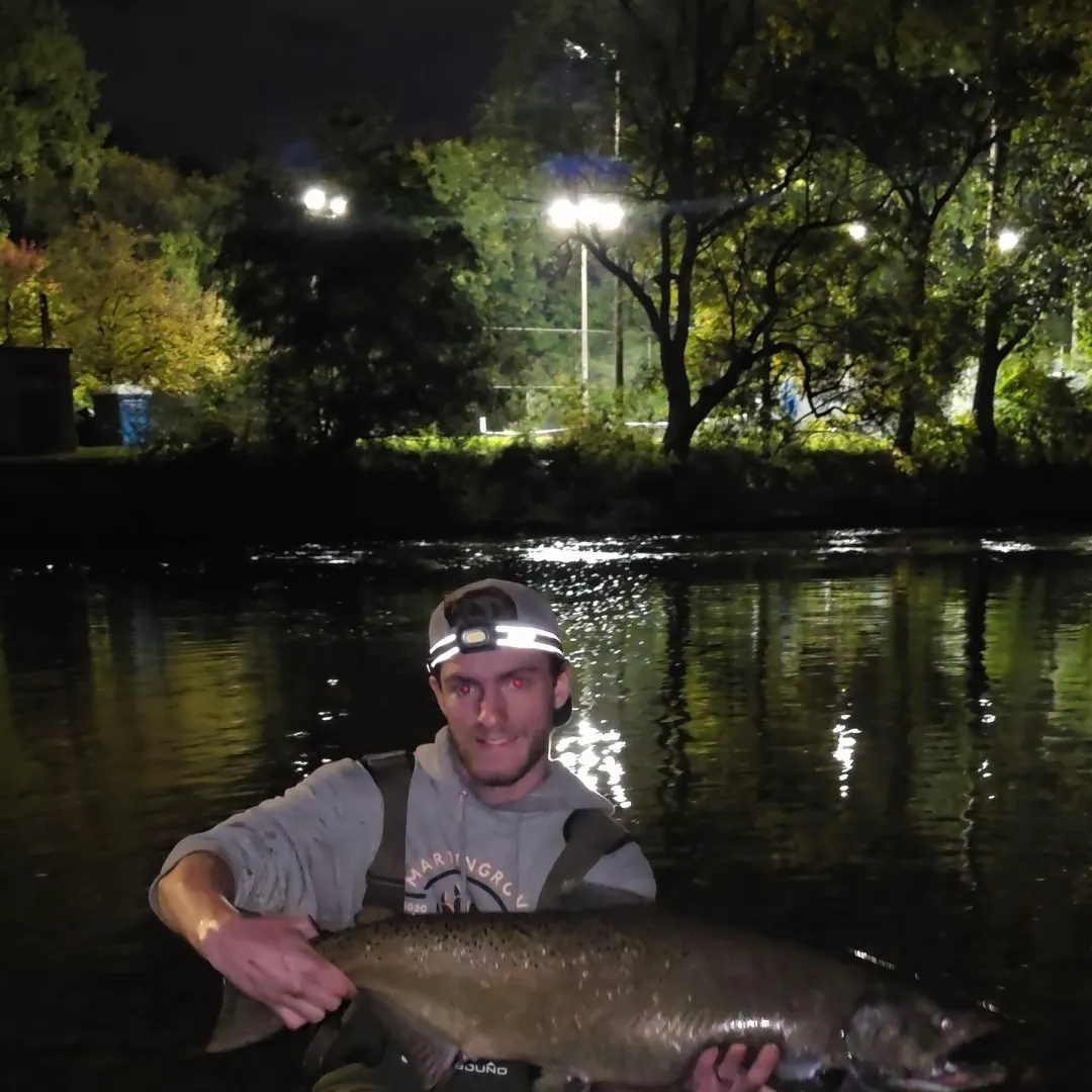 Chinook salmon caught on Fishbrain