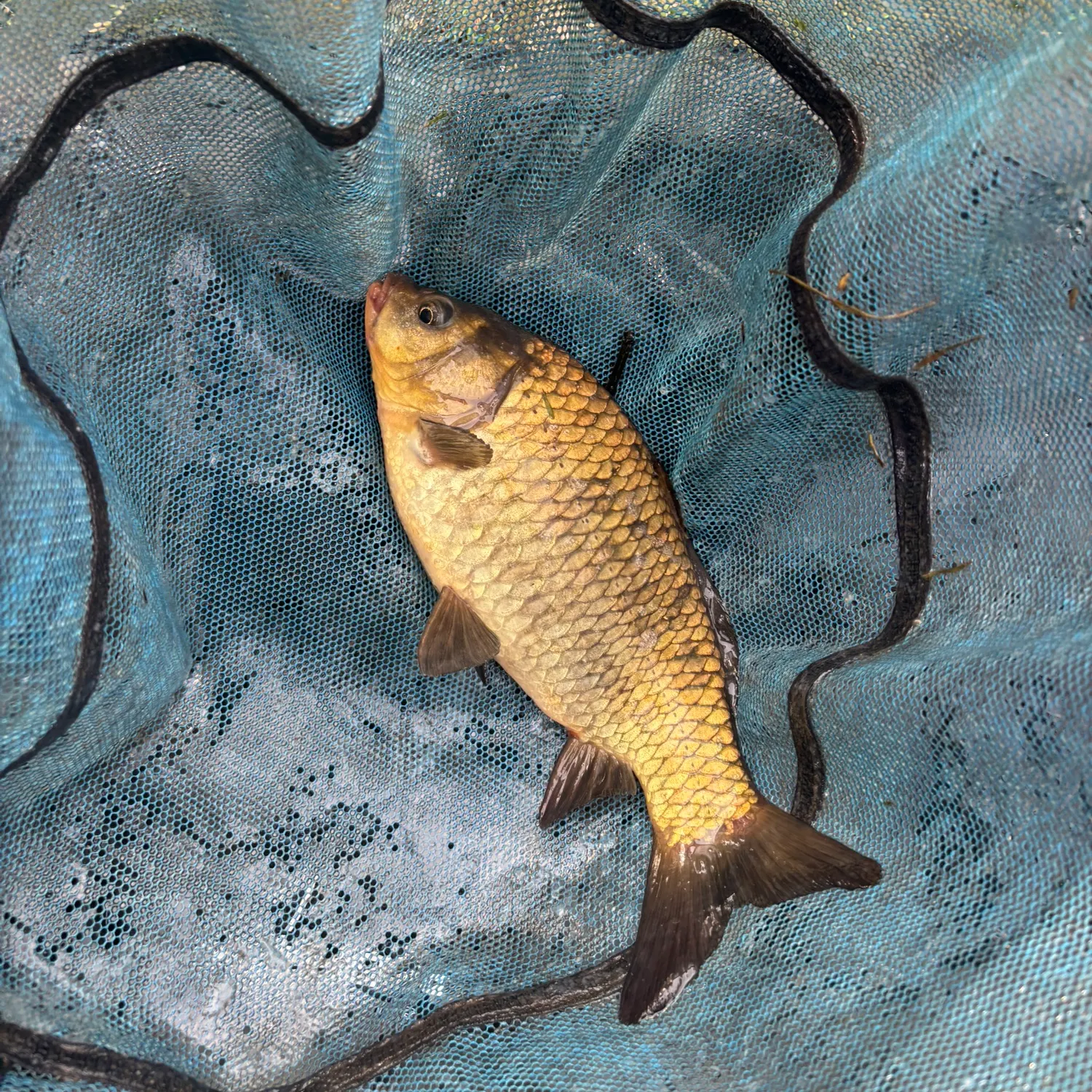 The most recent F1 carp catches on Fishbrain