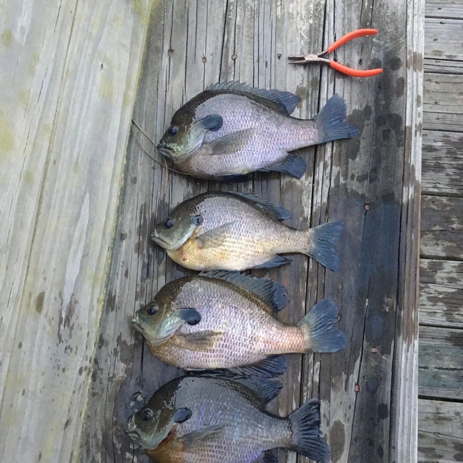 recently logged catches