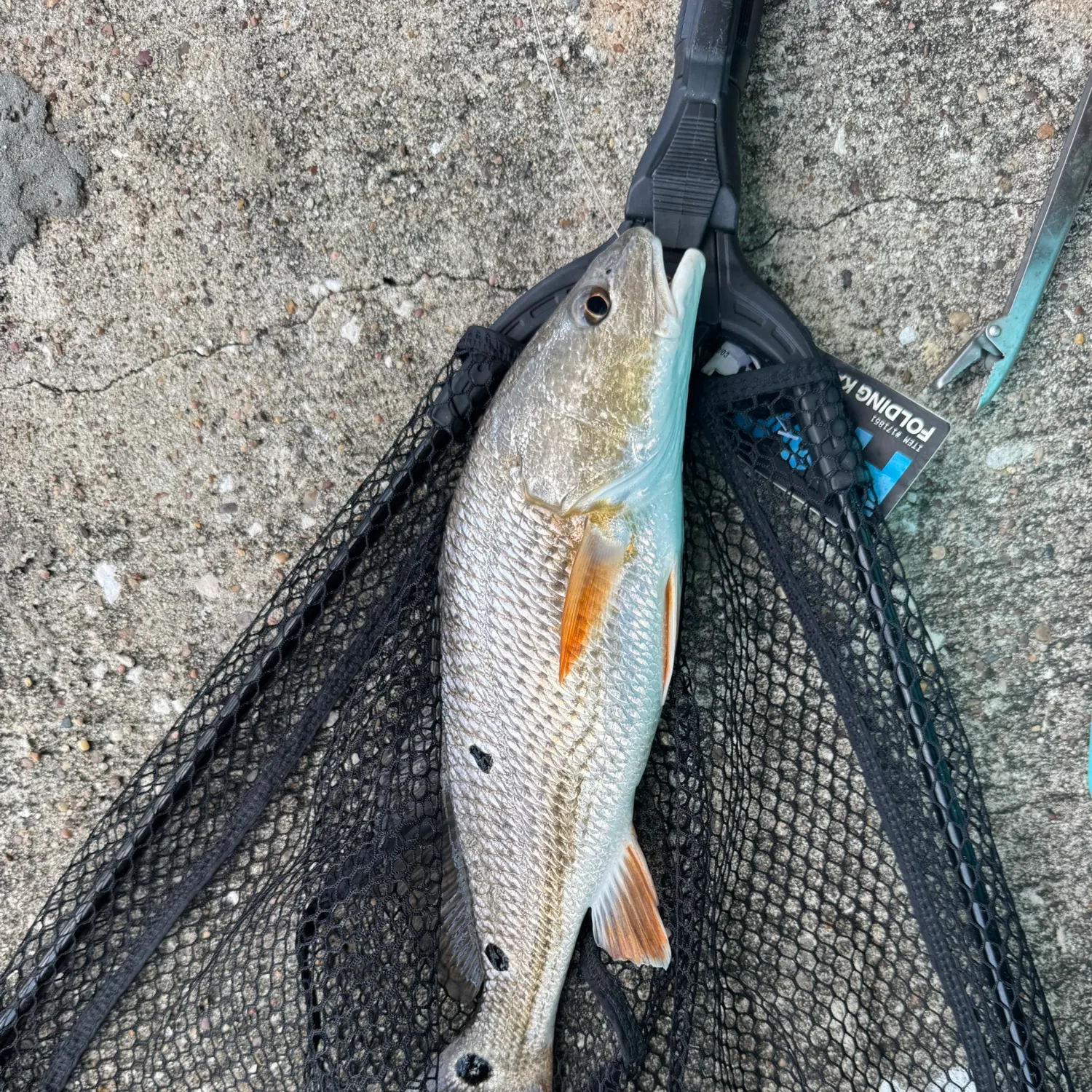 Red drum caught on Fishbrain