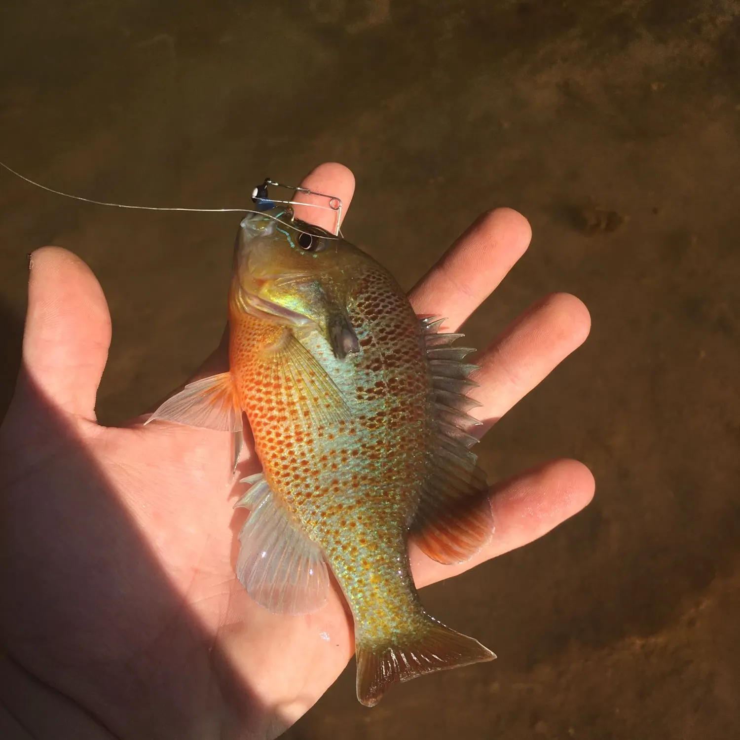 angler catch