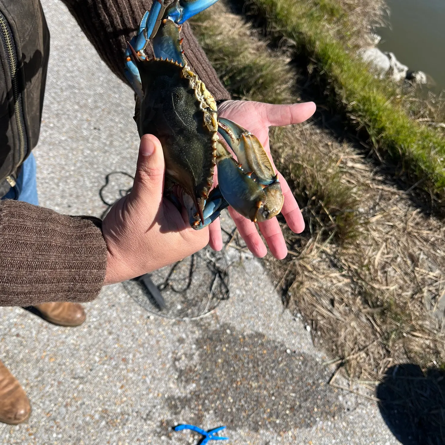 The most recent Blue crab catches on Fishbrain
