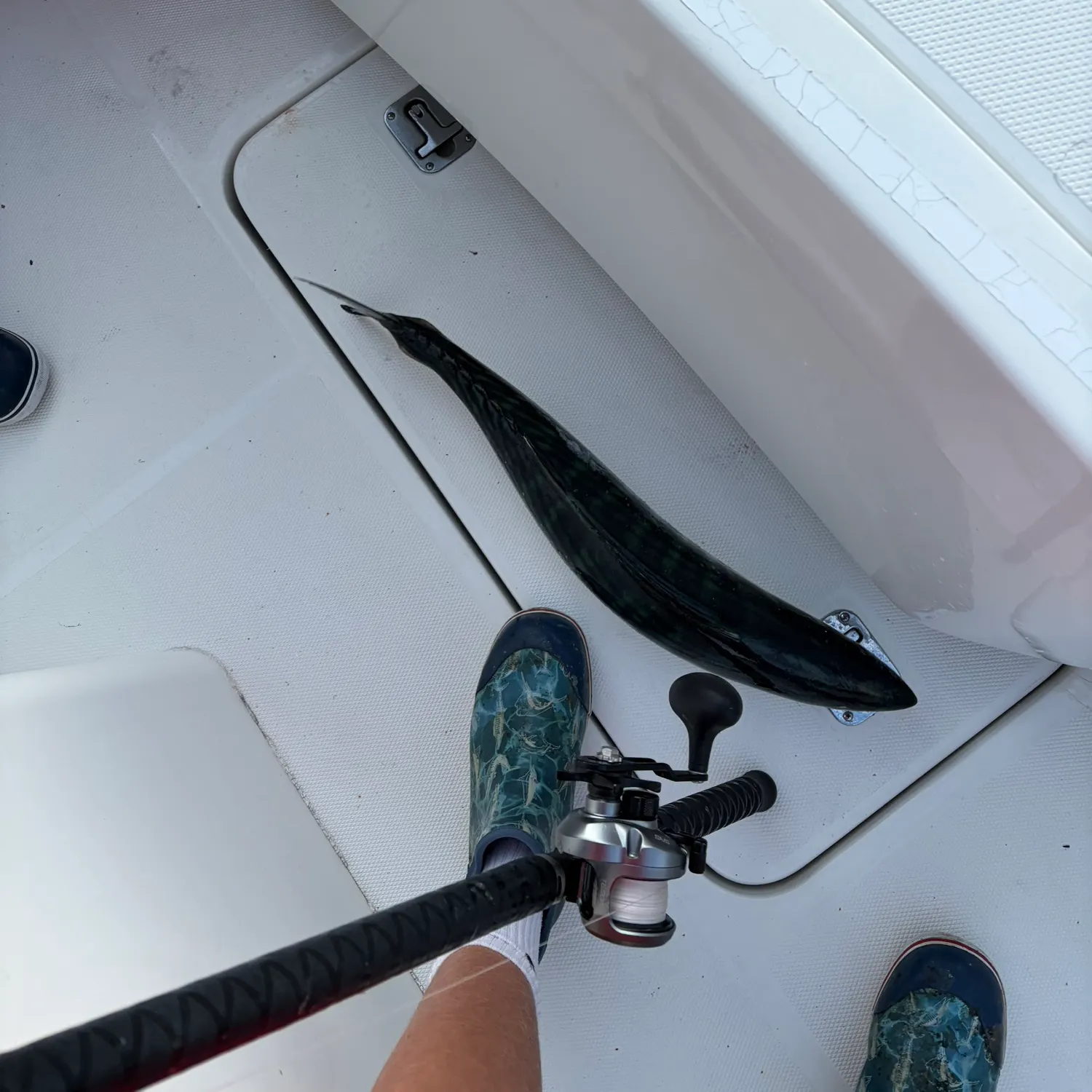 Pacific bonito caught on Fishbrain