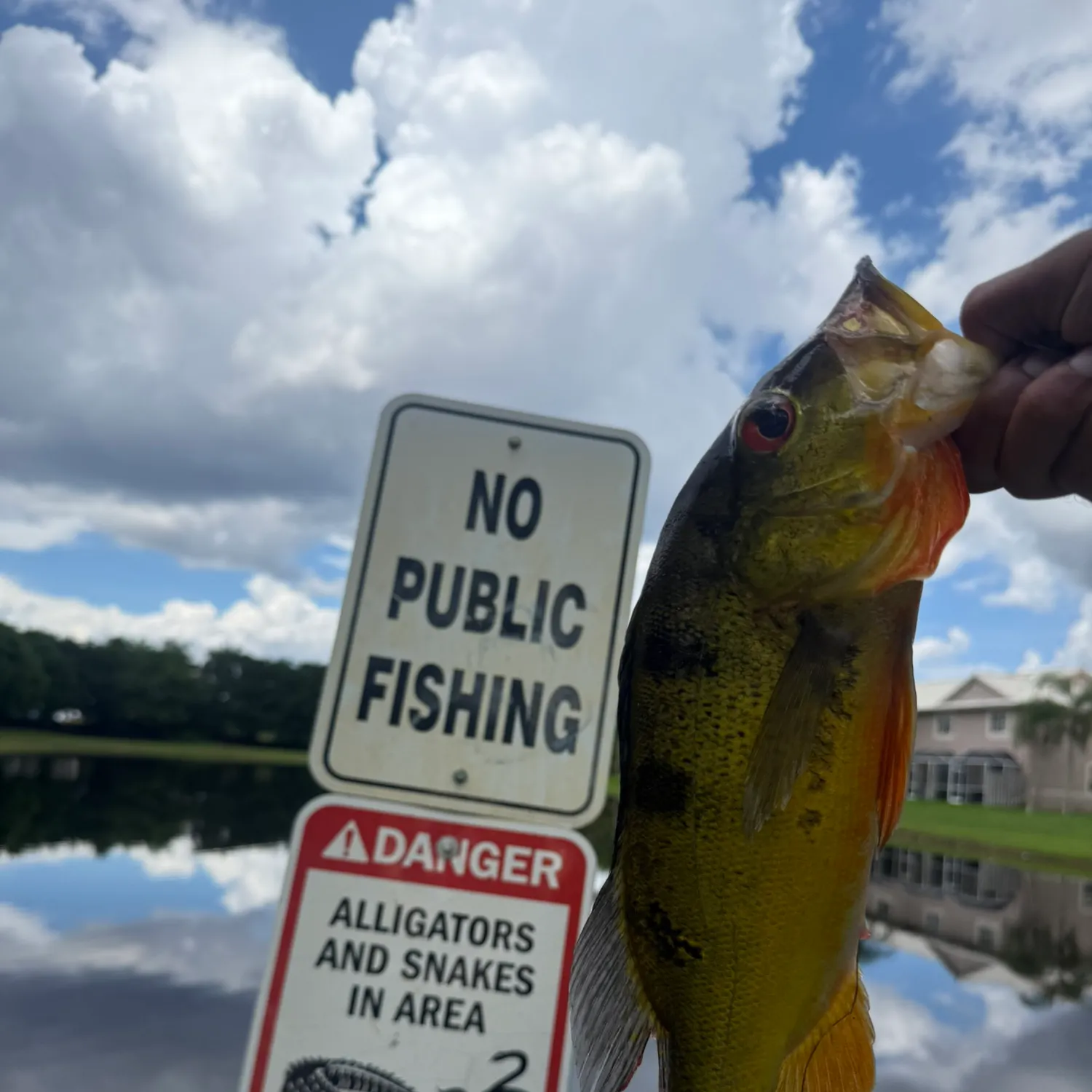 Butterfly peacock bass caught on Fishbrain