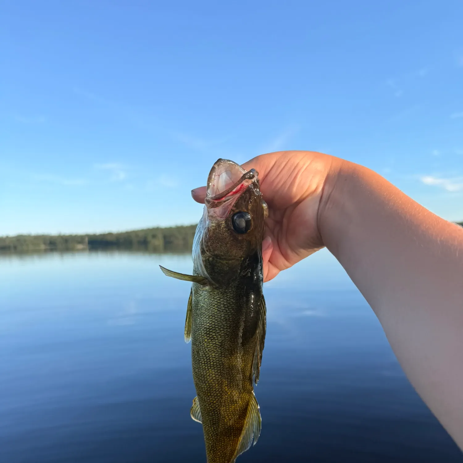 Walleye caught on Fishbrain