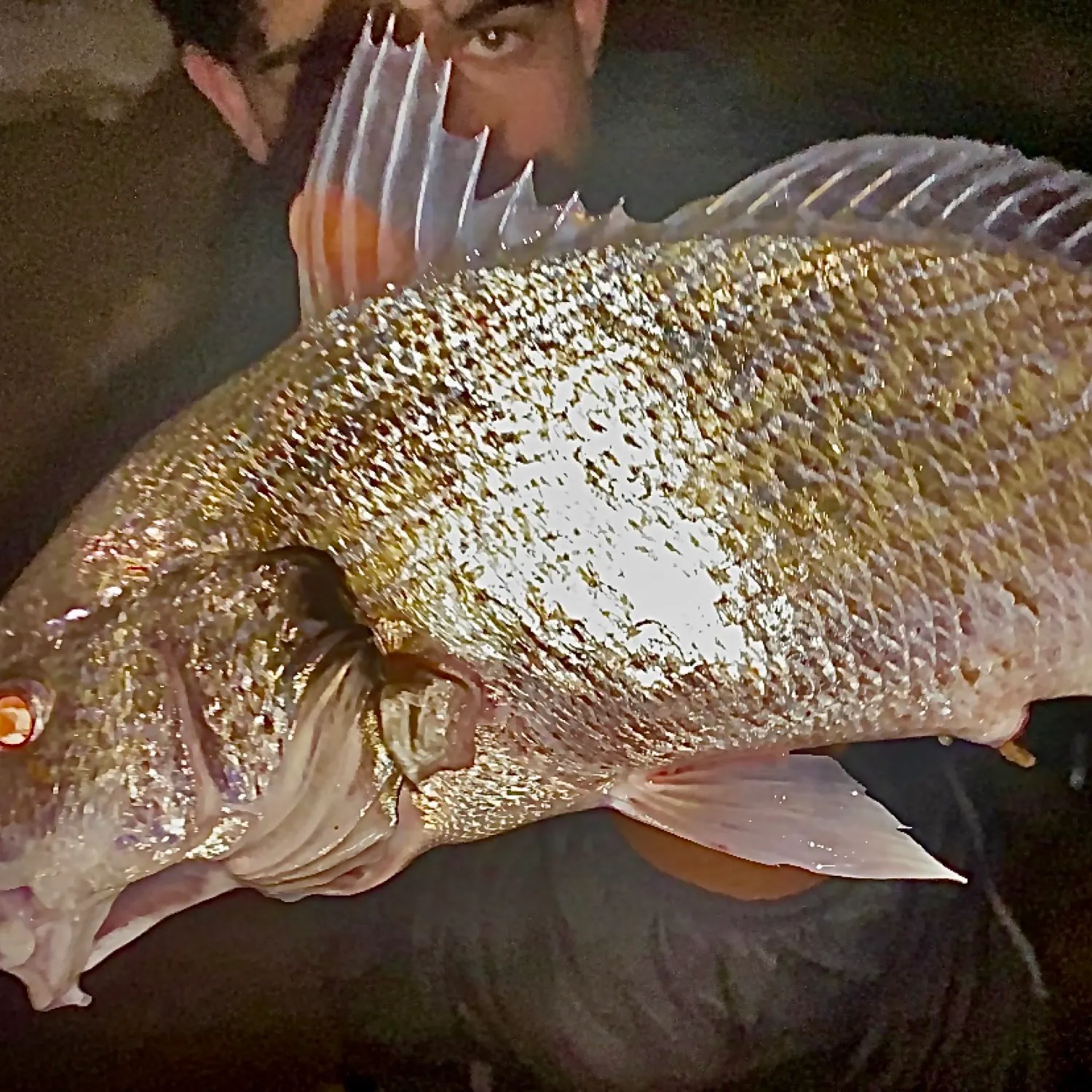 The most recent Shi drum catches on Fishbrain