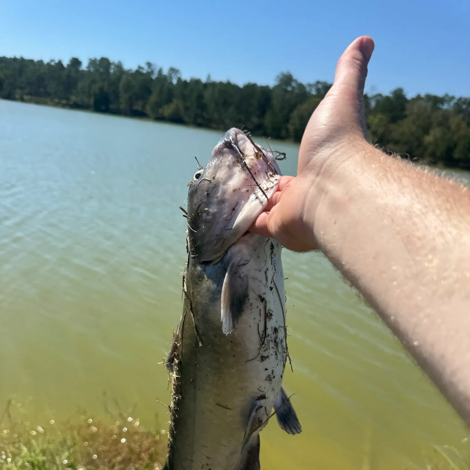 Channel catfish caught on Fishbrain