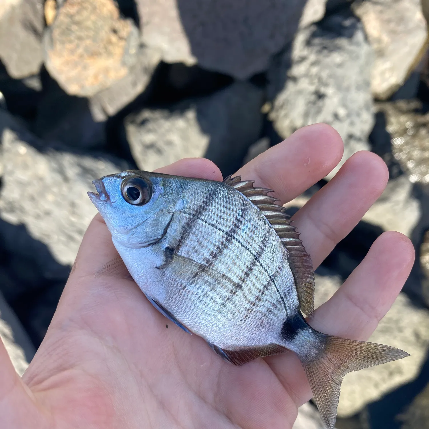 The most recent Sharpsnout seabream catches on Fishbrain
