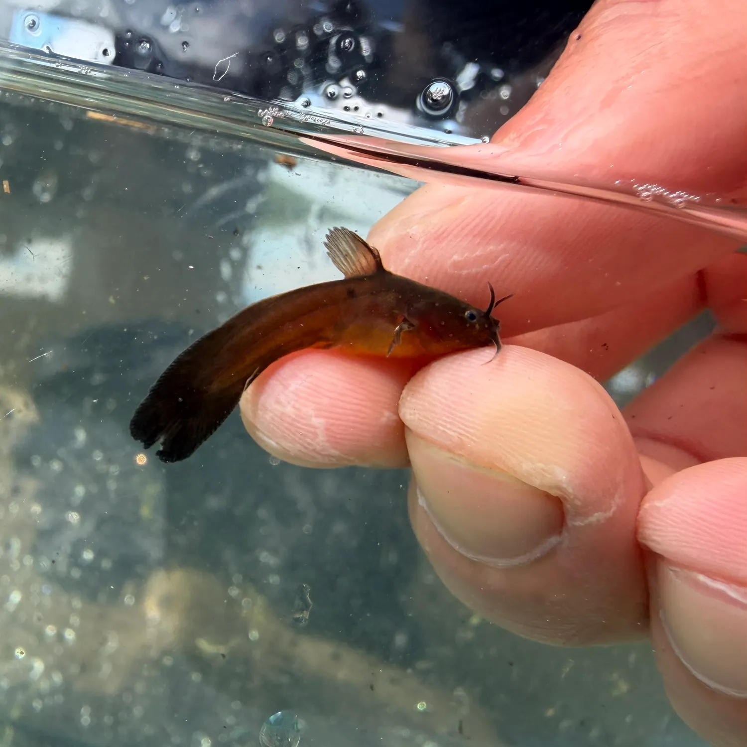 The most recent Tadpole madtom catches on Fishbrain