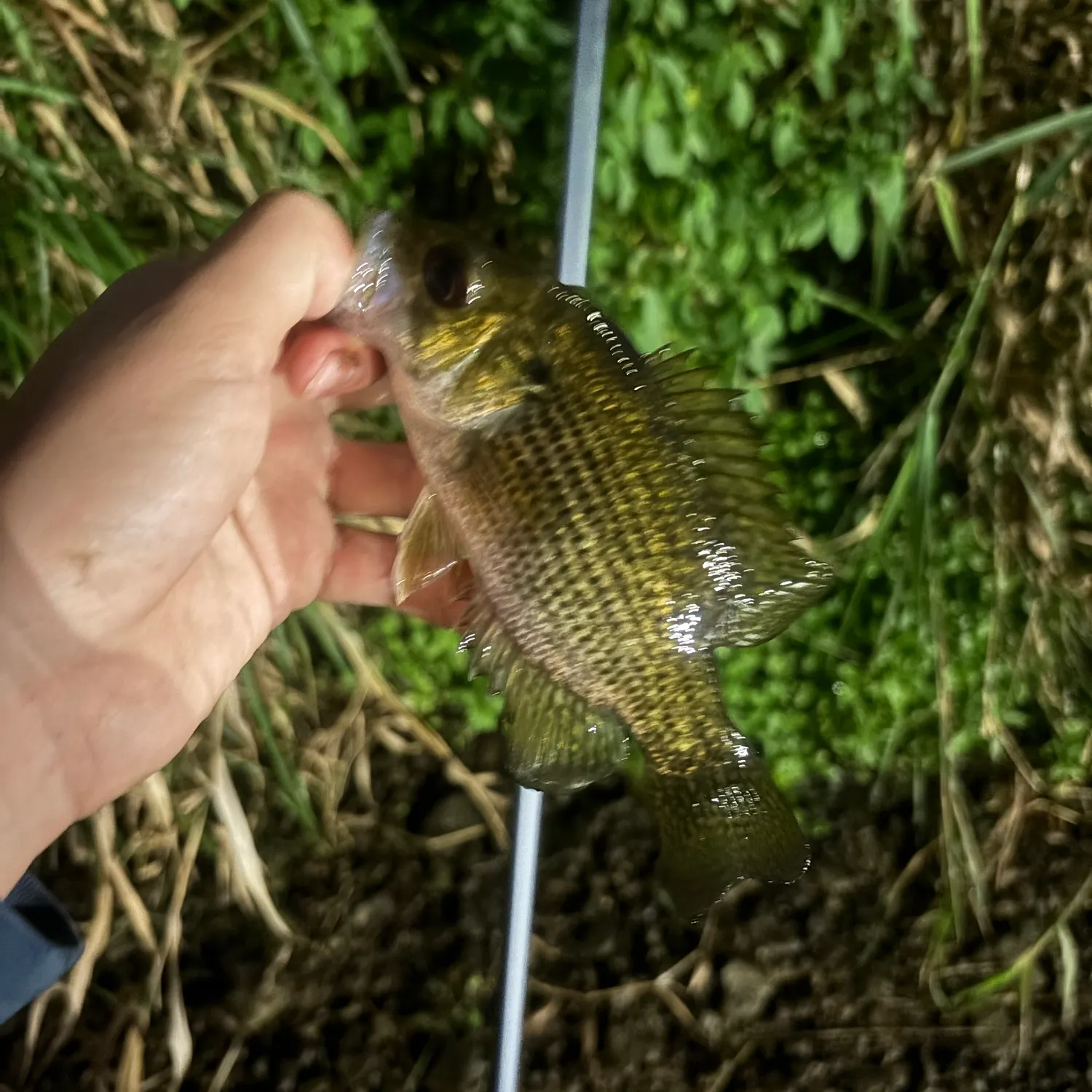 Rock bass caught on Fishbrain