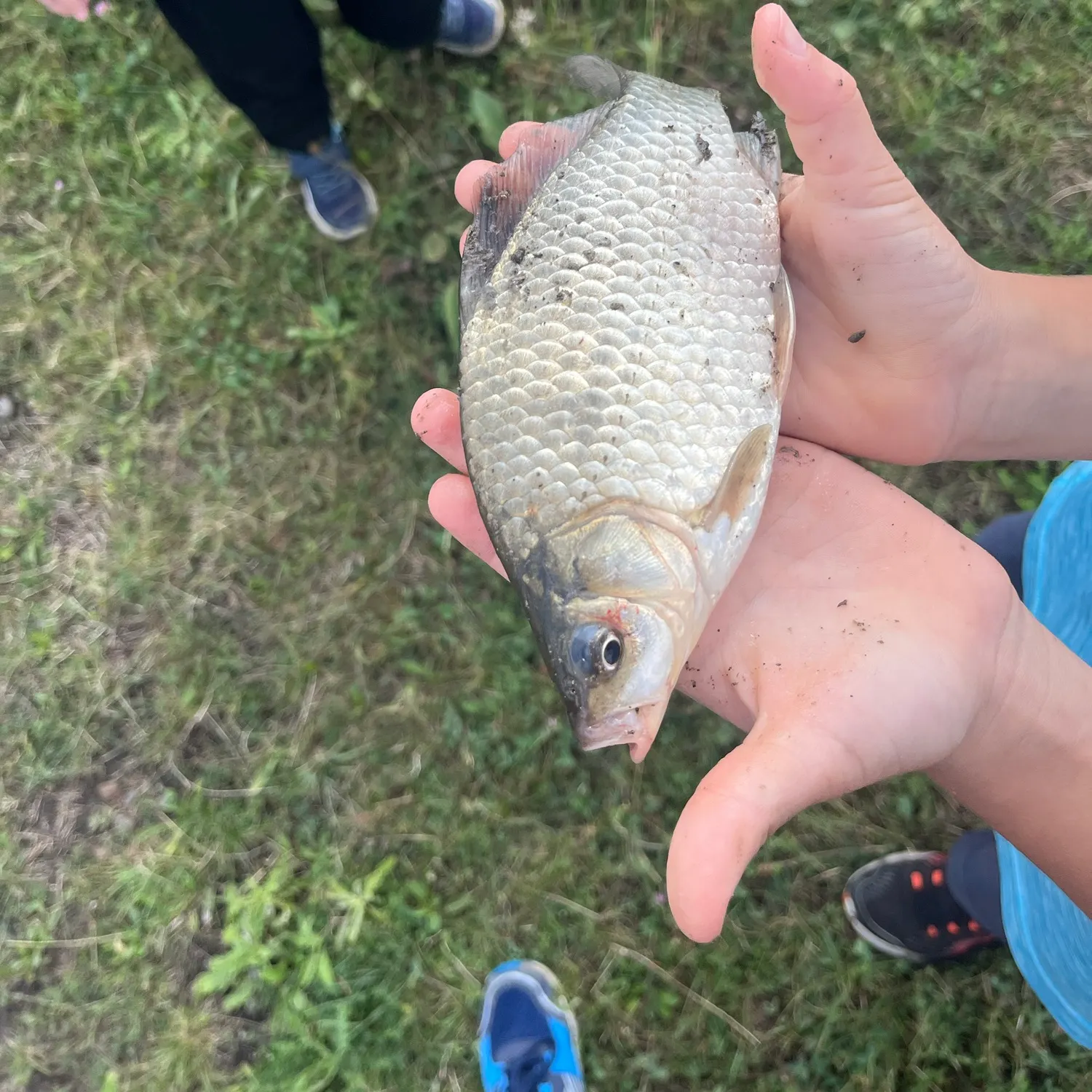 Crucian carp caught on Fishbrain