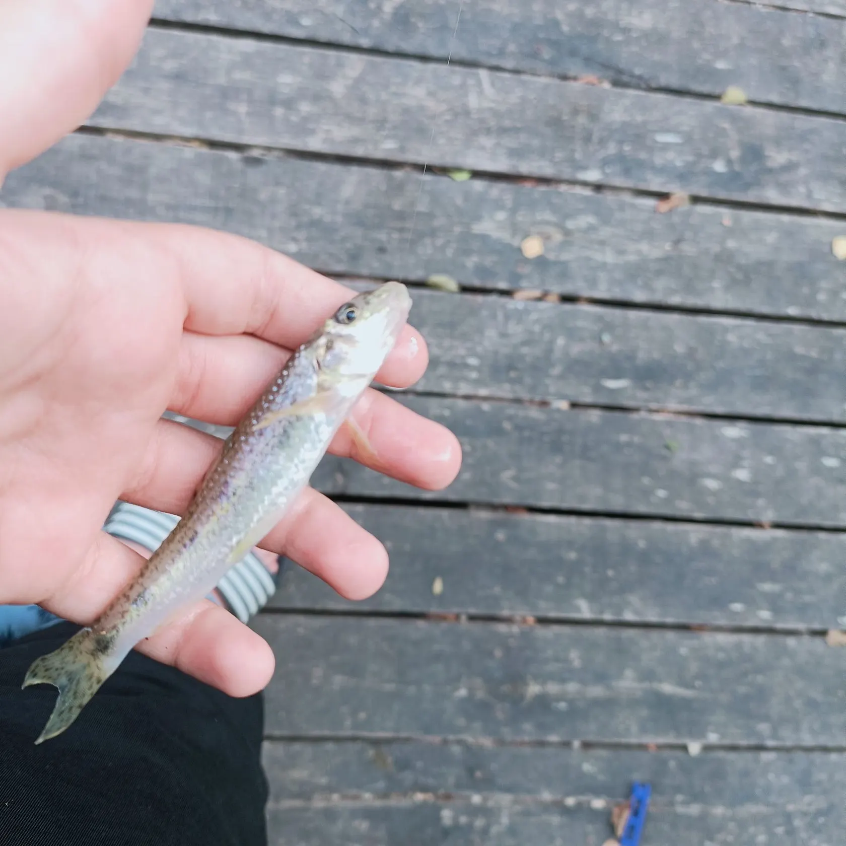 Fish caught on Fishbrain
