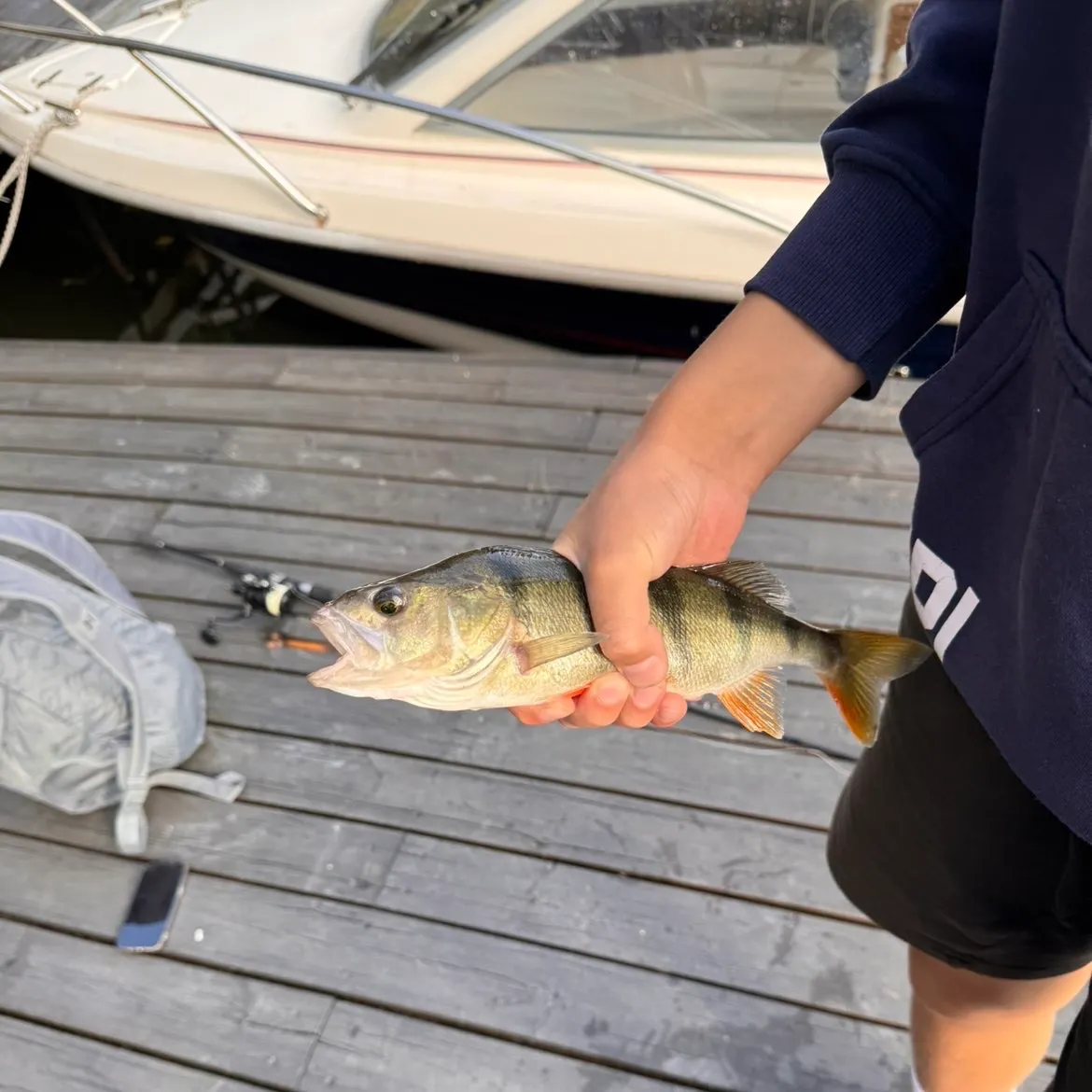 European perch caught on Fishbrain