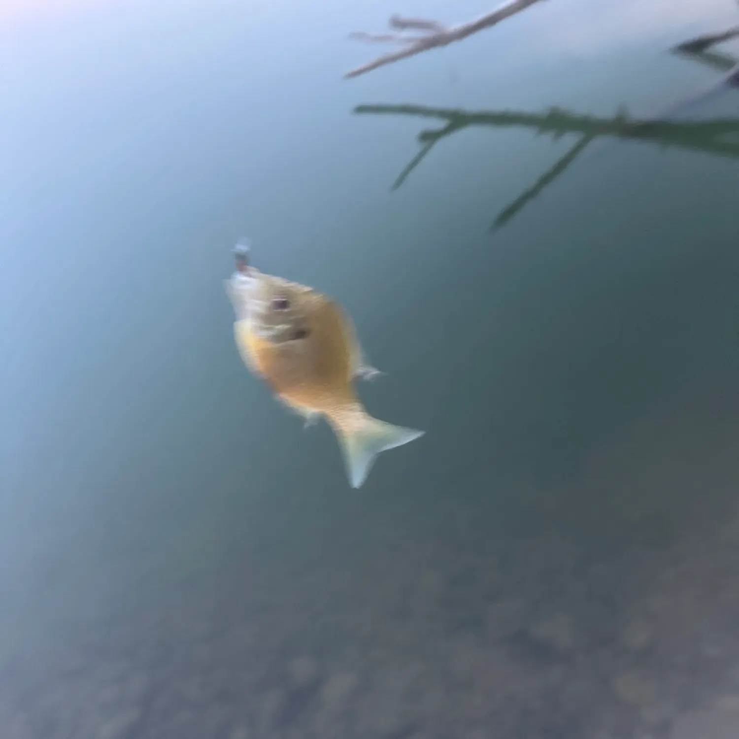 Bluegill caught on Fishbrain