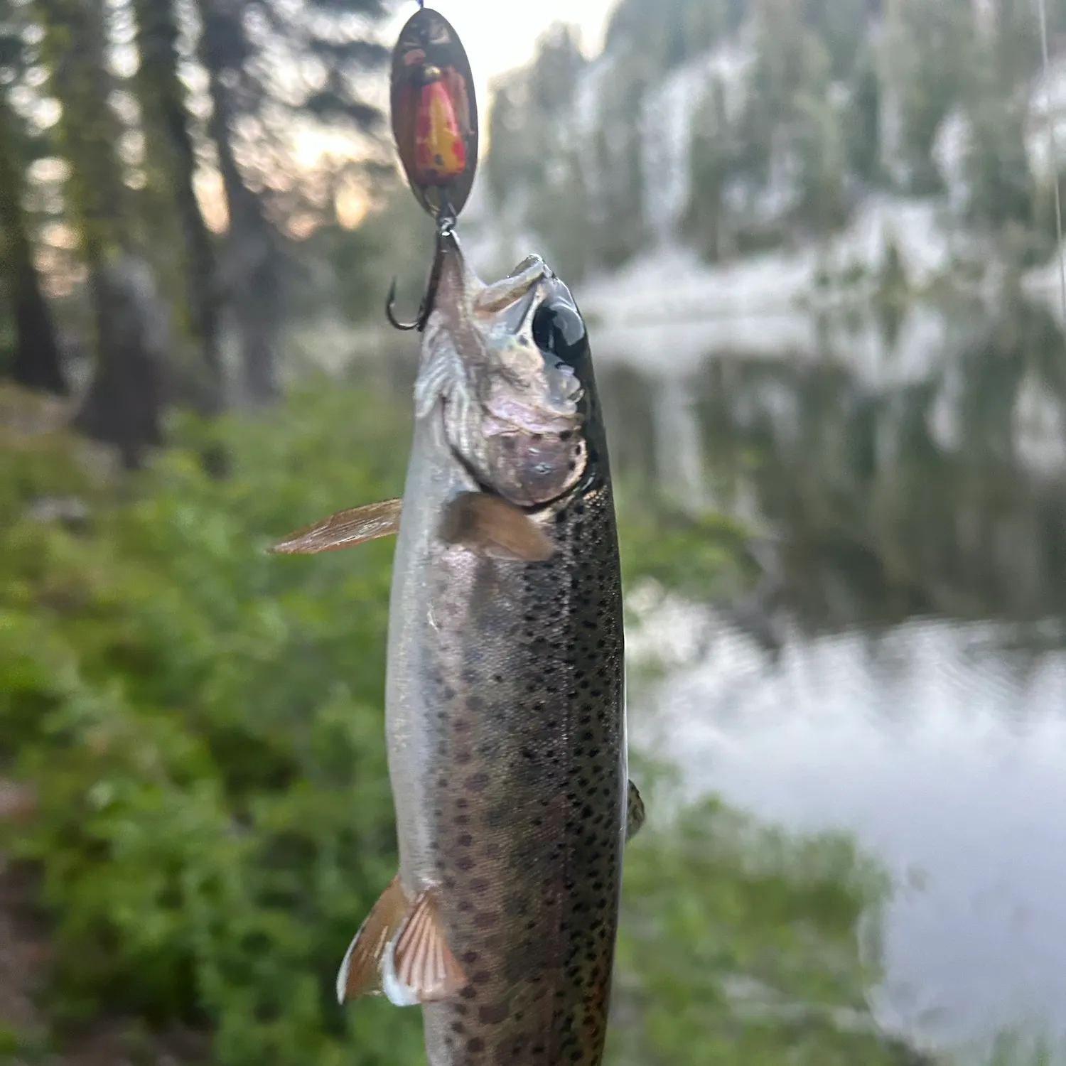 Rainbow trout caught on Fishbrain