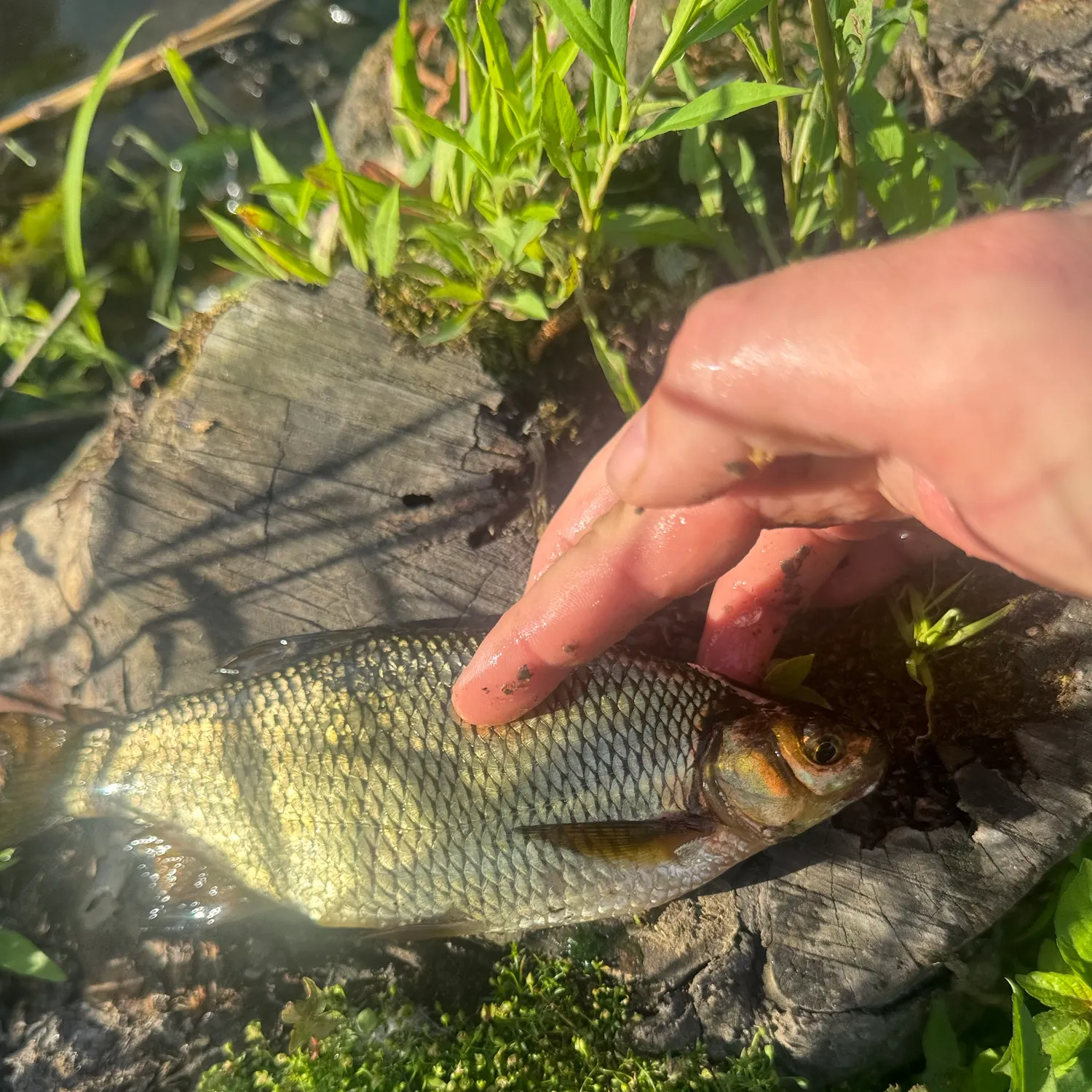 catch