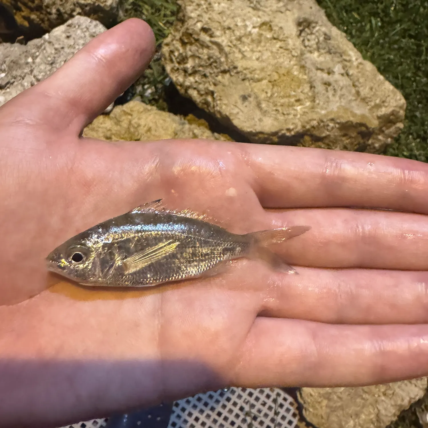 The most recent Tidewater mojarra catches on Fishbrain