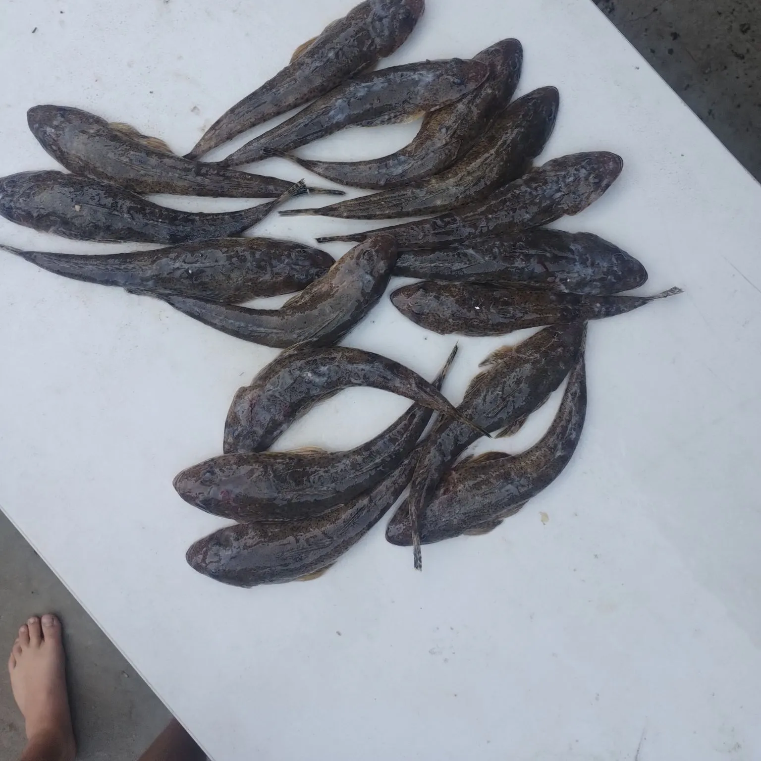 The most recent Blue-spotted flathead catches on Fishbrain