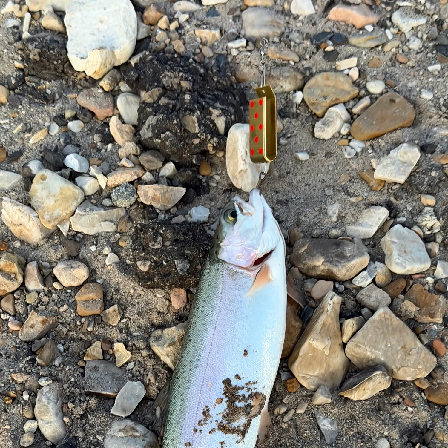Rainbow trout caught on Fishbrain