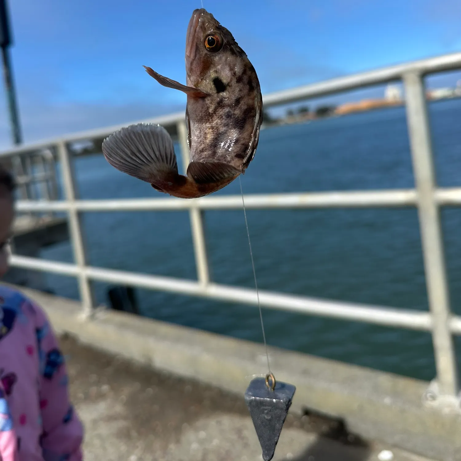 The most recent Blue rockfish catches on Fishbrain