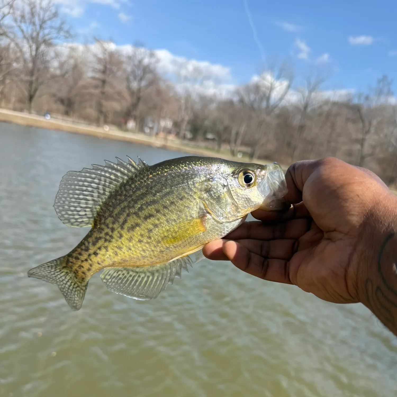 The most recent Black crappie catches on Fishbrain
