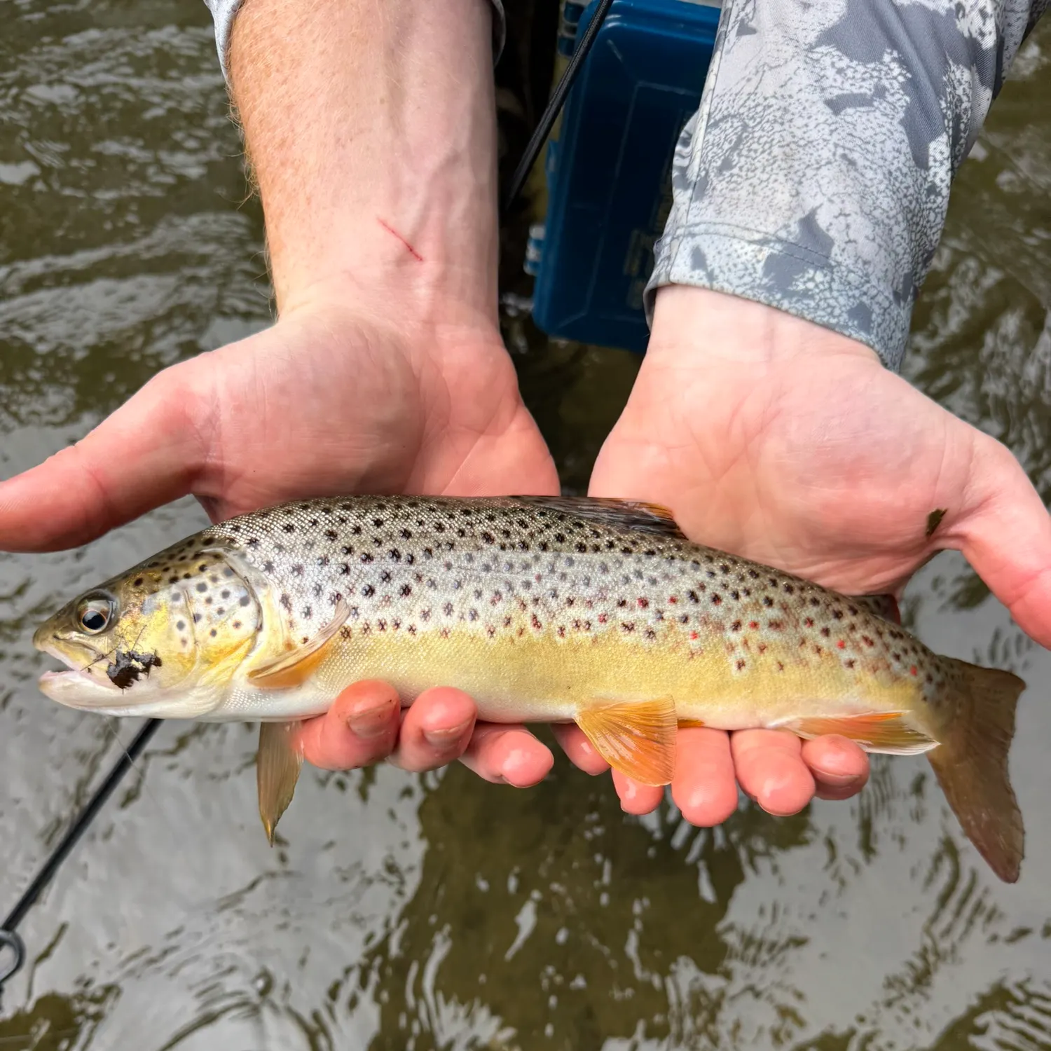 Brown trout caught on Fishbrain