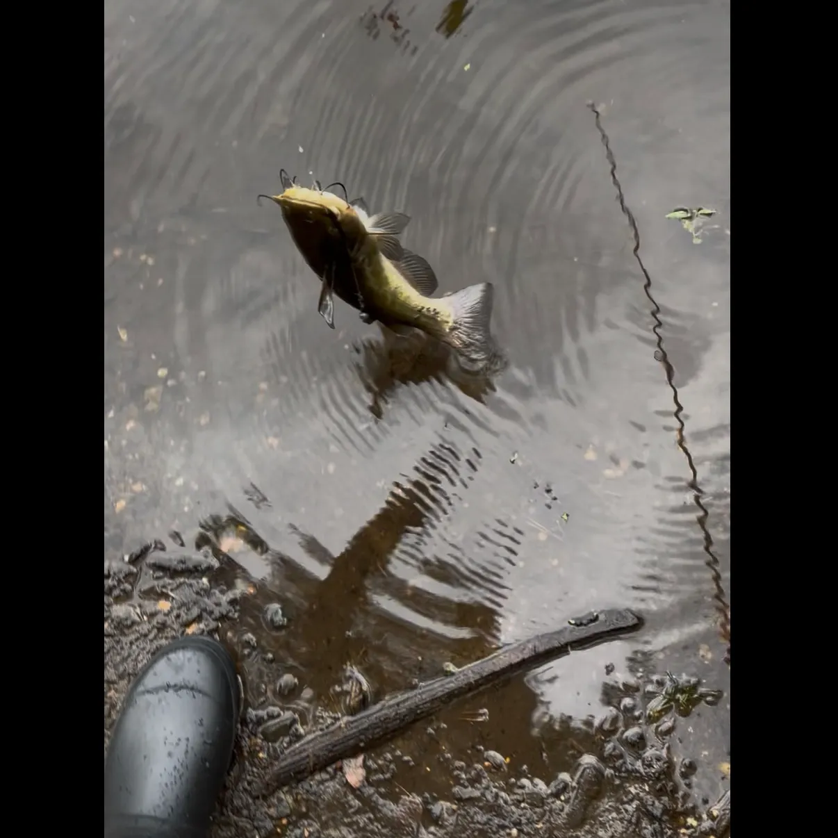 Black bullhead caught on Fishbrain