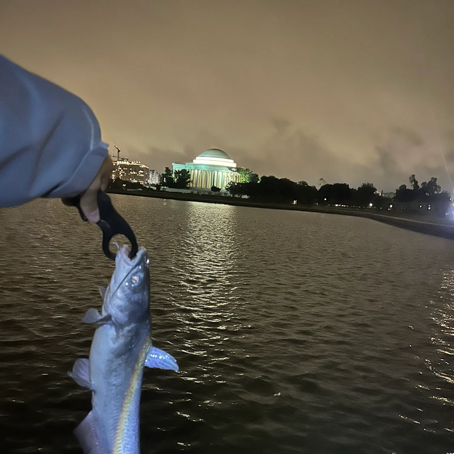 Blue catfish caught on Fishbrain