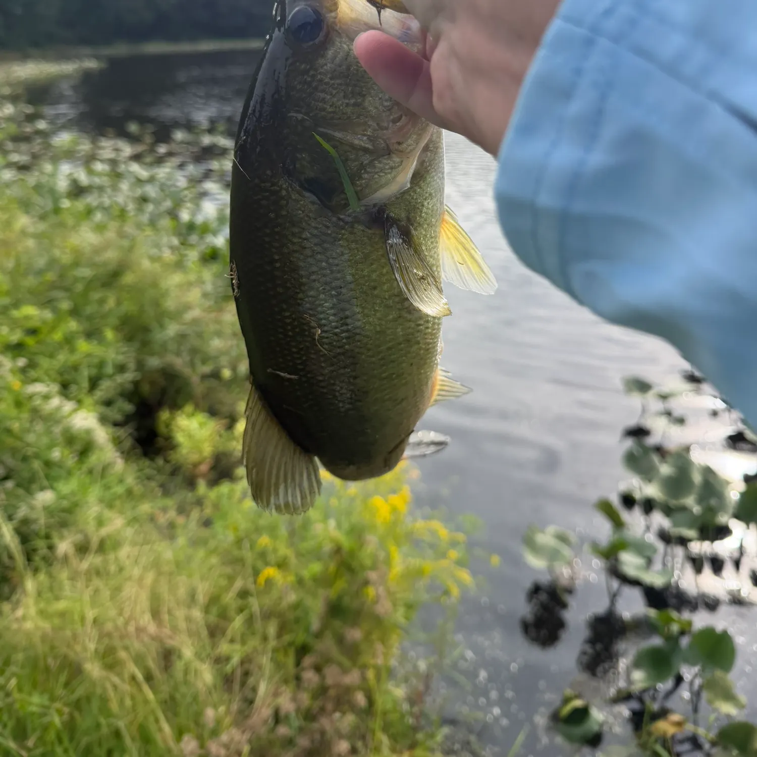 Largemouth bass caught on Fishbrain