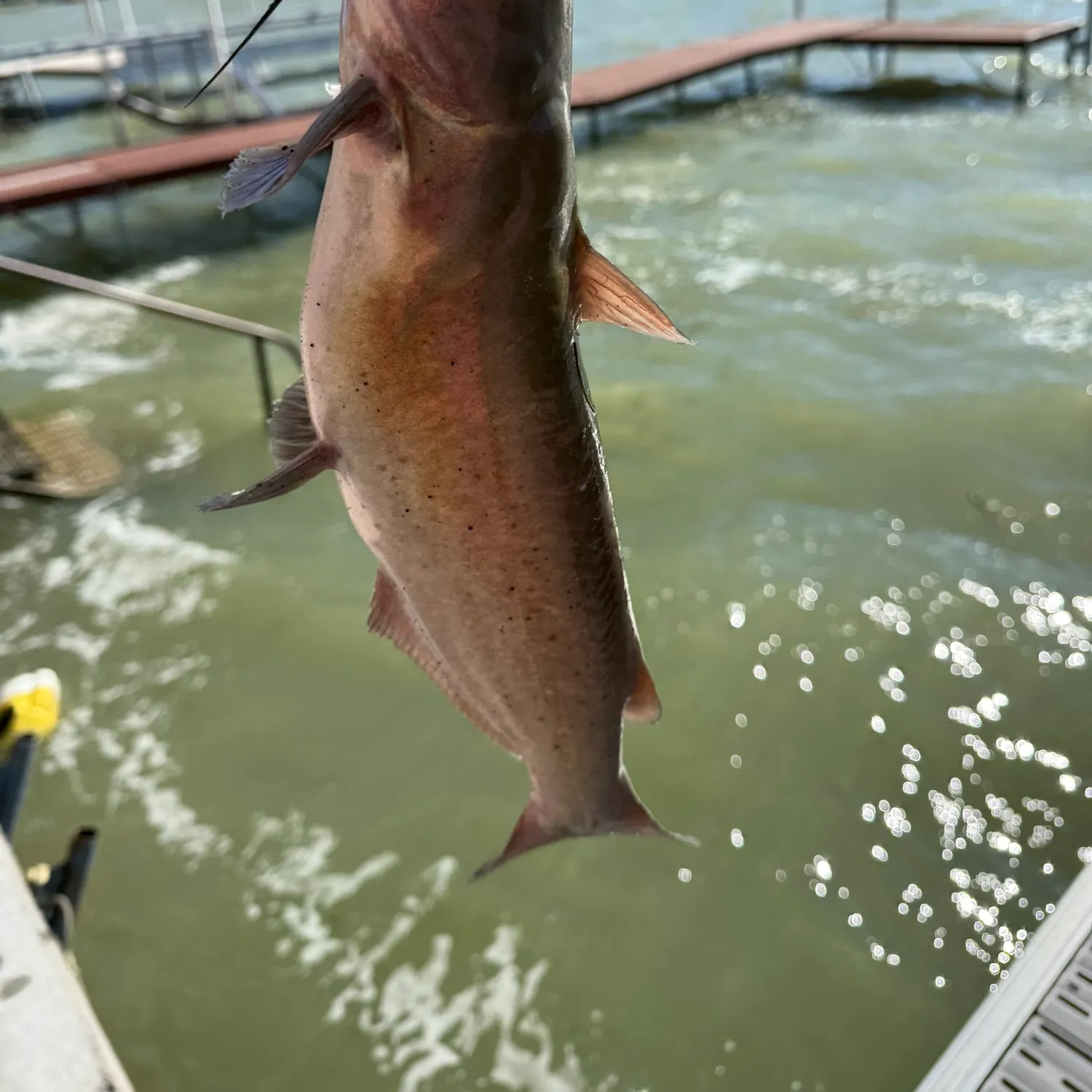 Channel catfish caught on Fishbrain