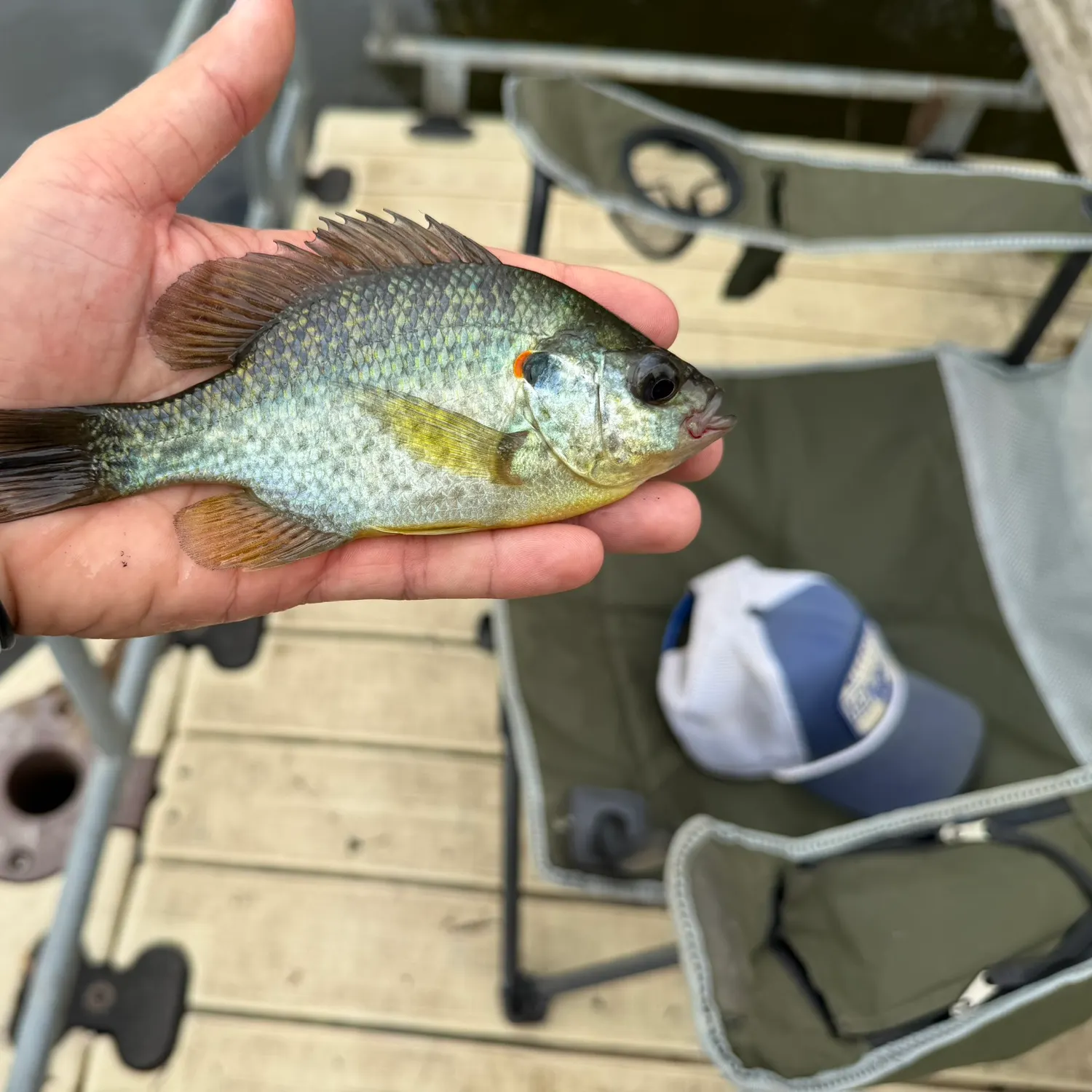 Redear sunfish caught on Fishbrain