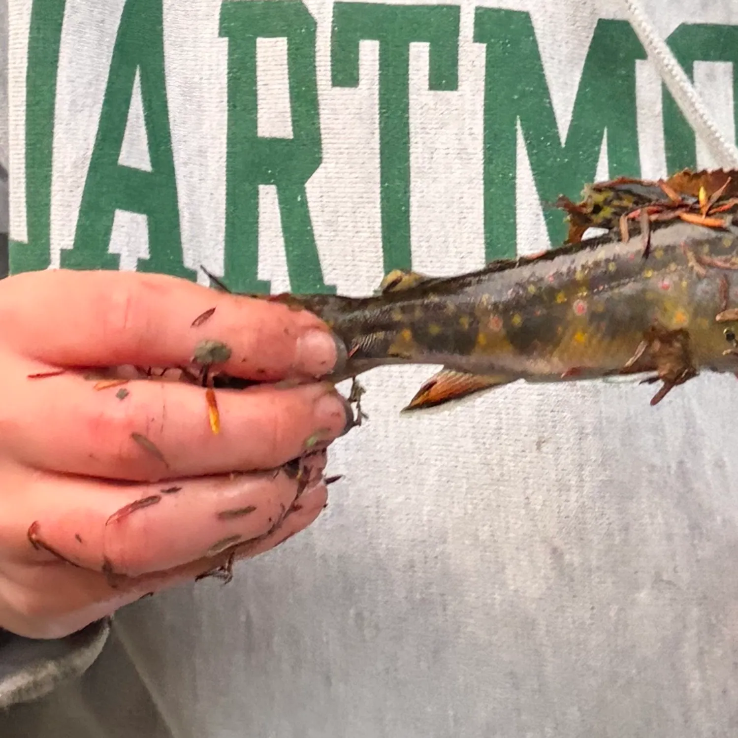 Brook trout caught on Fishbrain