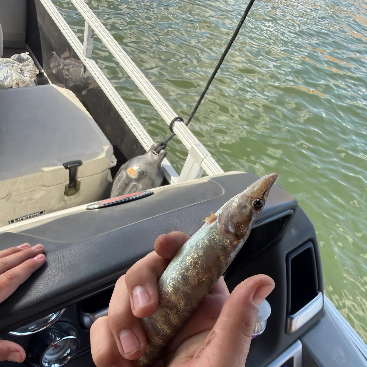 The most recent Muskellunge catches on Fishbrain