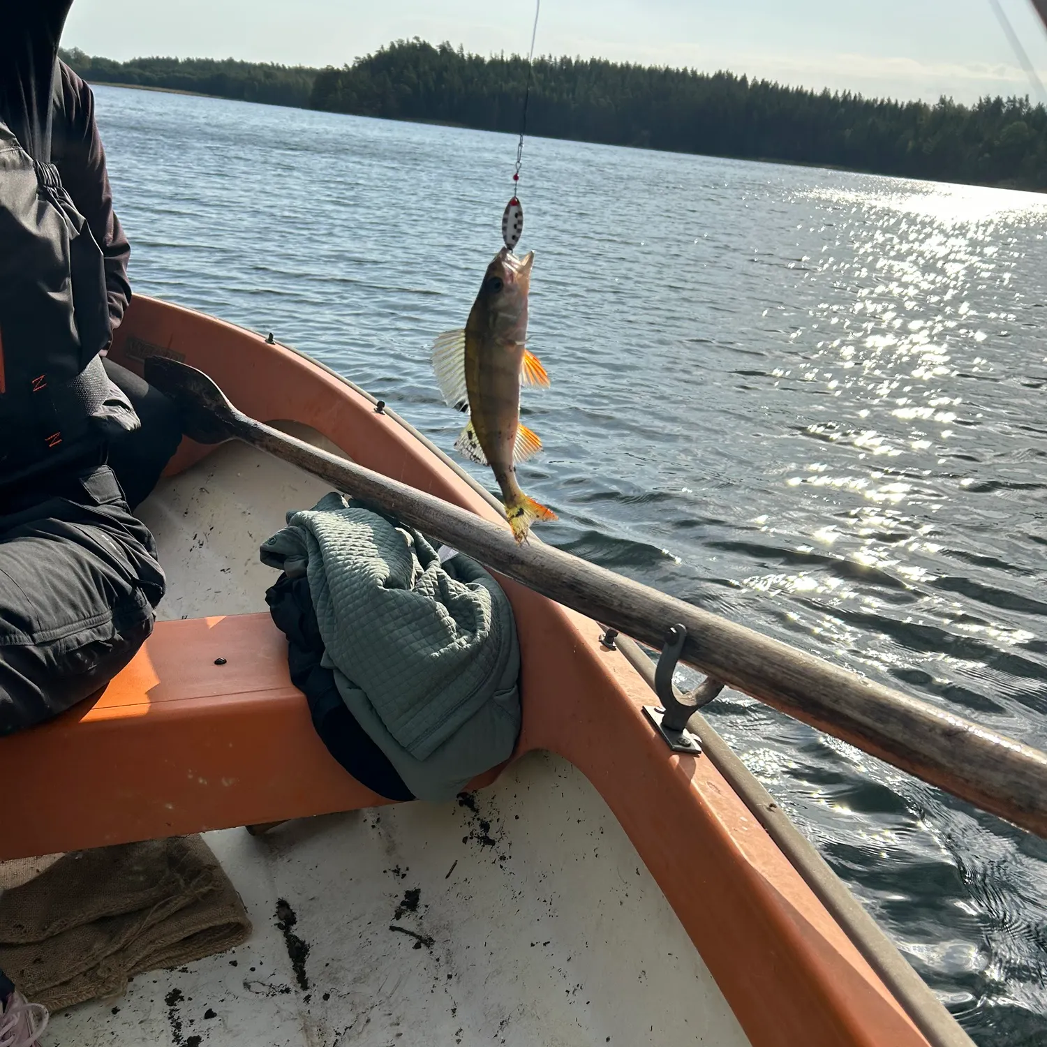 European perch caught on Fishbrain