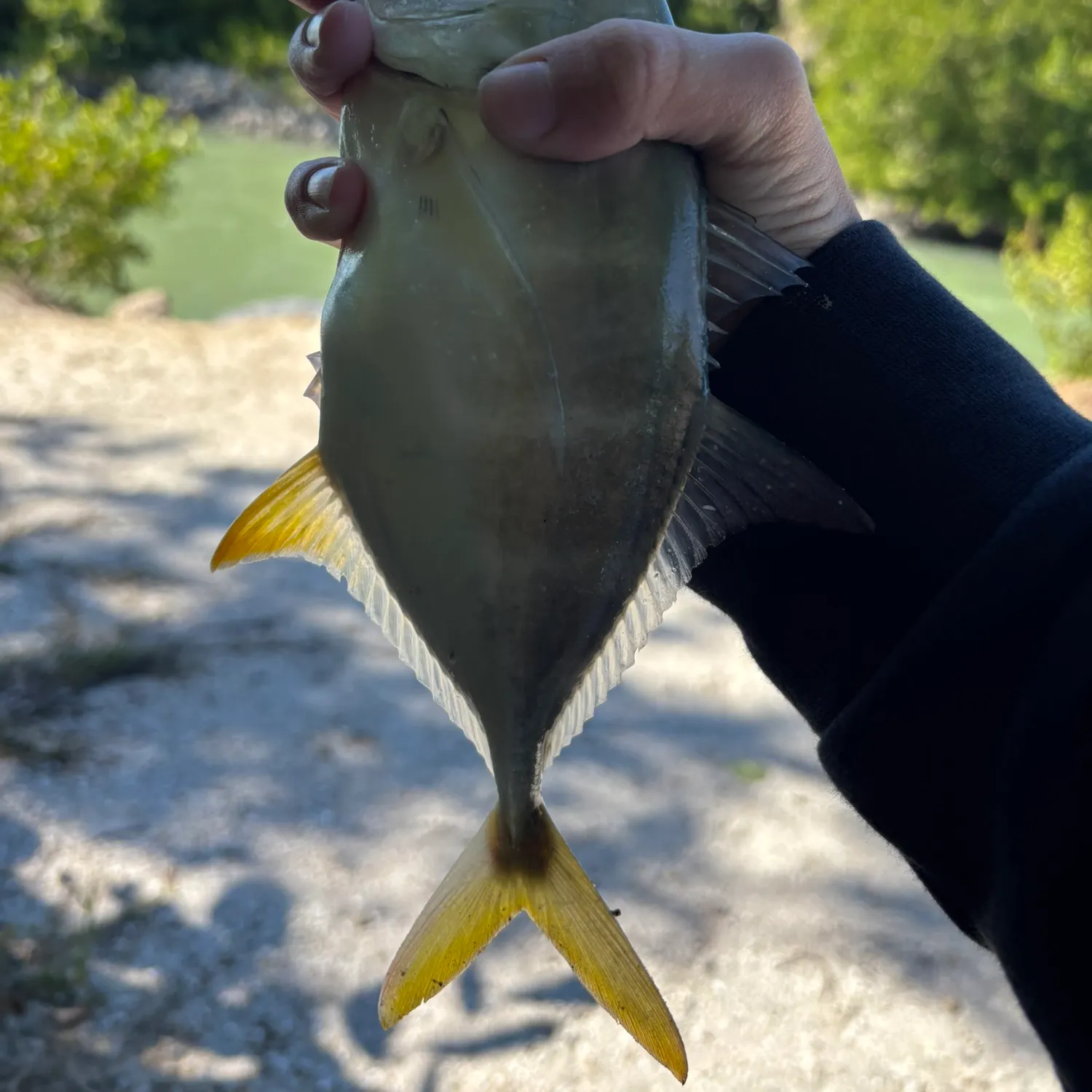 The most recent Crevalle jack catches on Fishbrain
