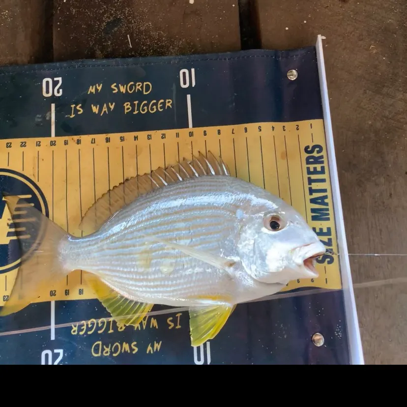 The most recent Goldlined seabream catches on Fishbrain