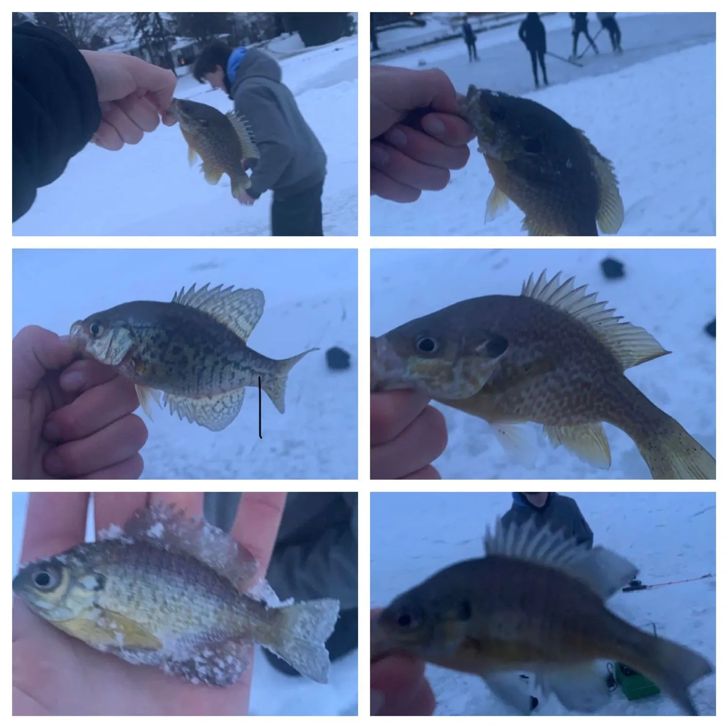 recently logged catches