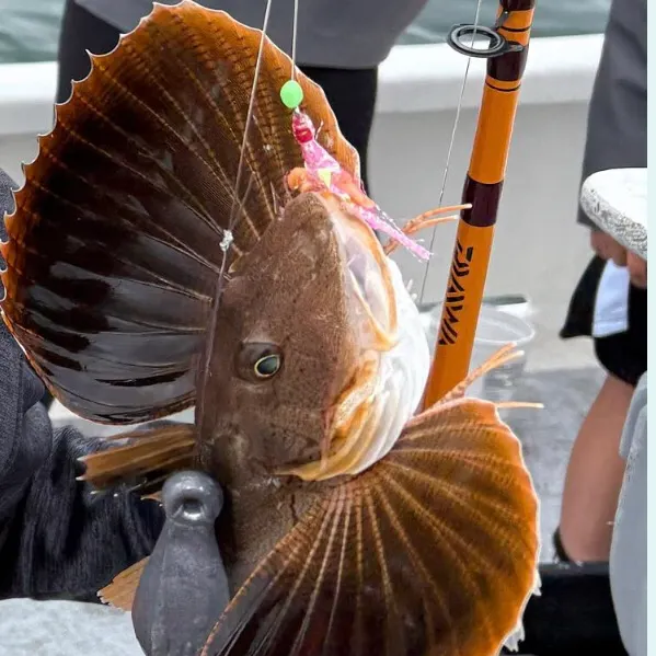 The most recent Striped searobin catches on Fishbrain