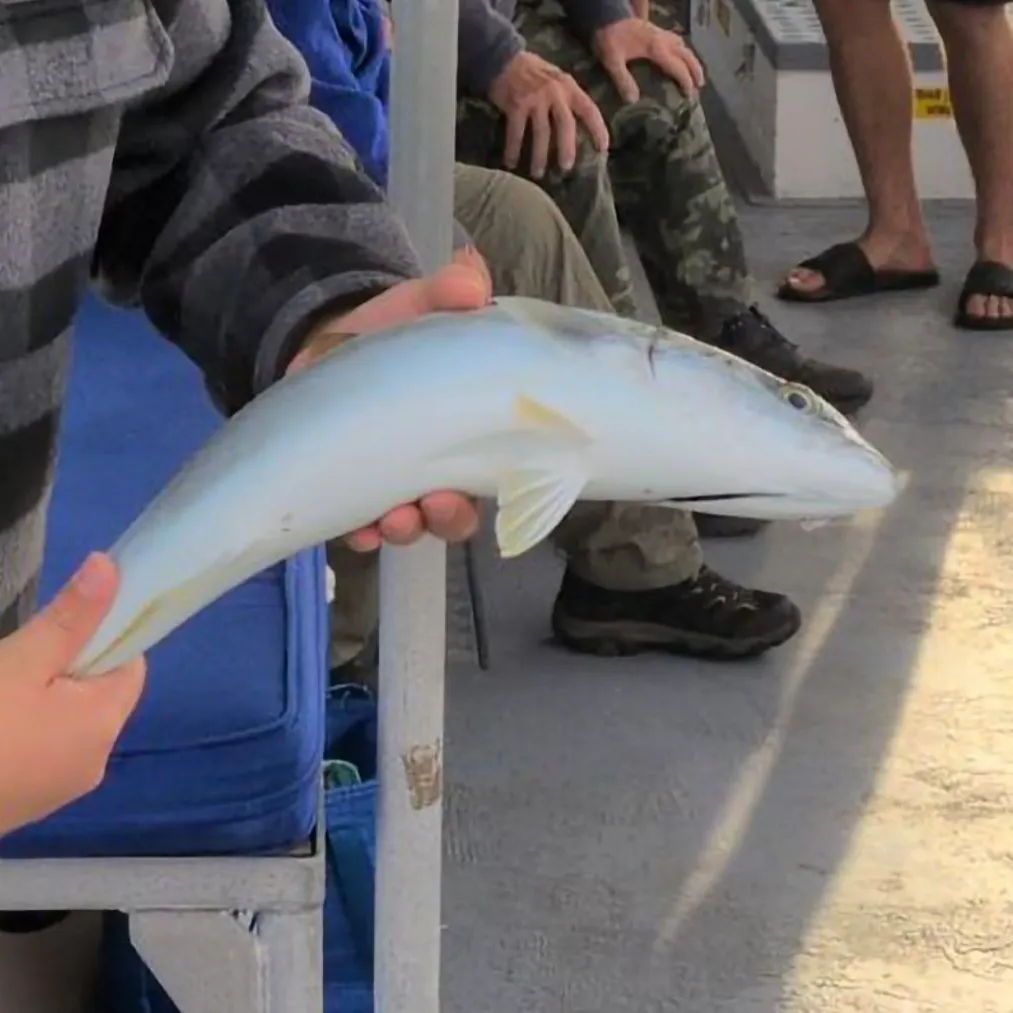 Southern yellowtail amberjack caught on Fishbrain