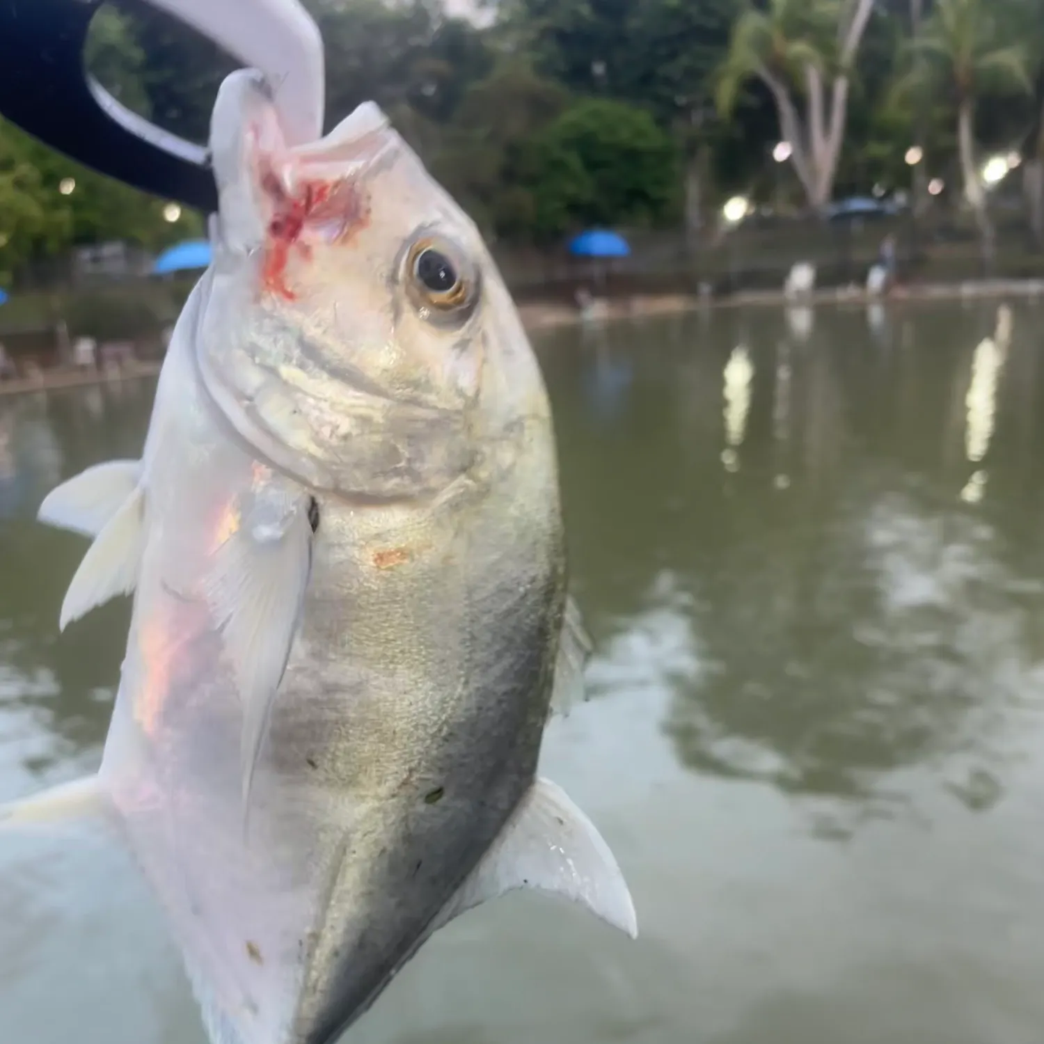The most recent Giant trevally catches on Fishbrain