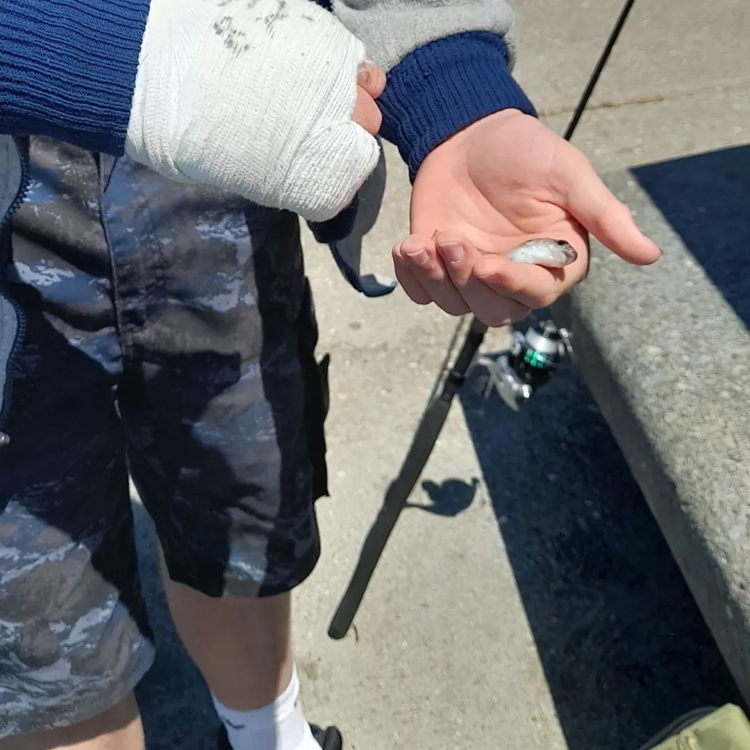 The most recent Pouting catches on Fishbrain