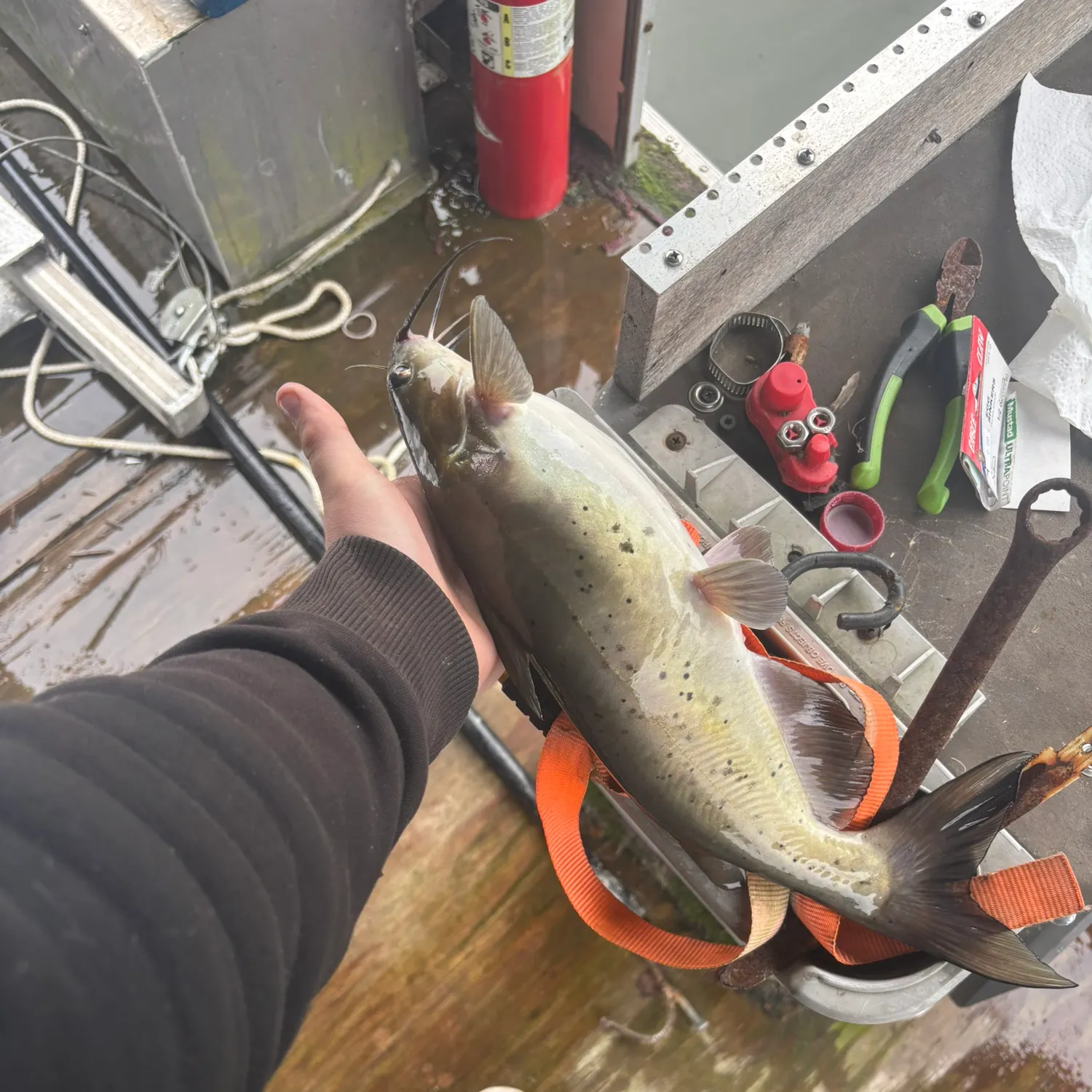 recently logged catches