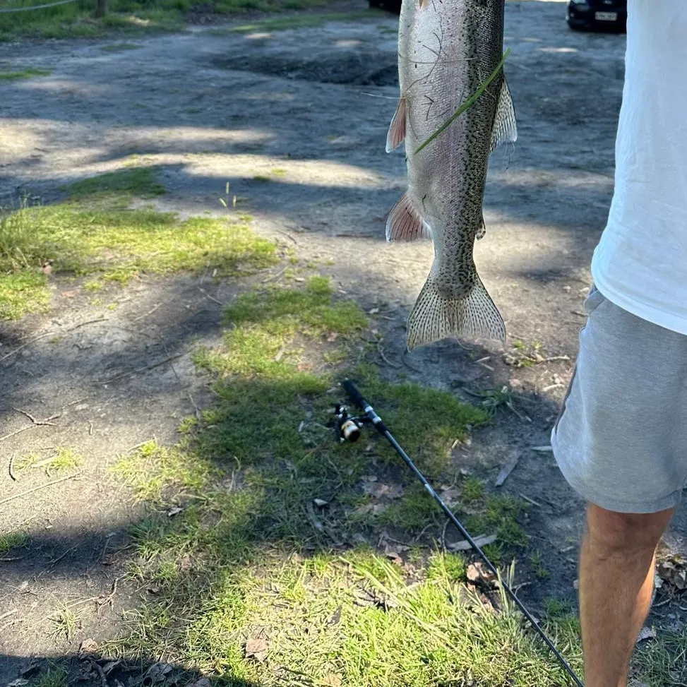 The most recent Rainbow trout catches on Fishbrain