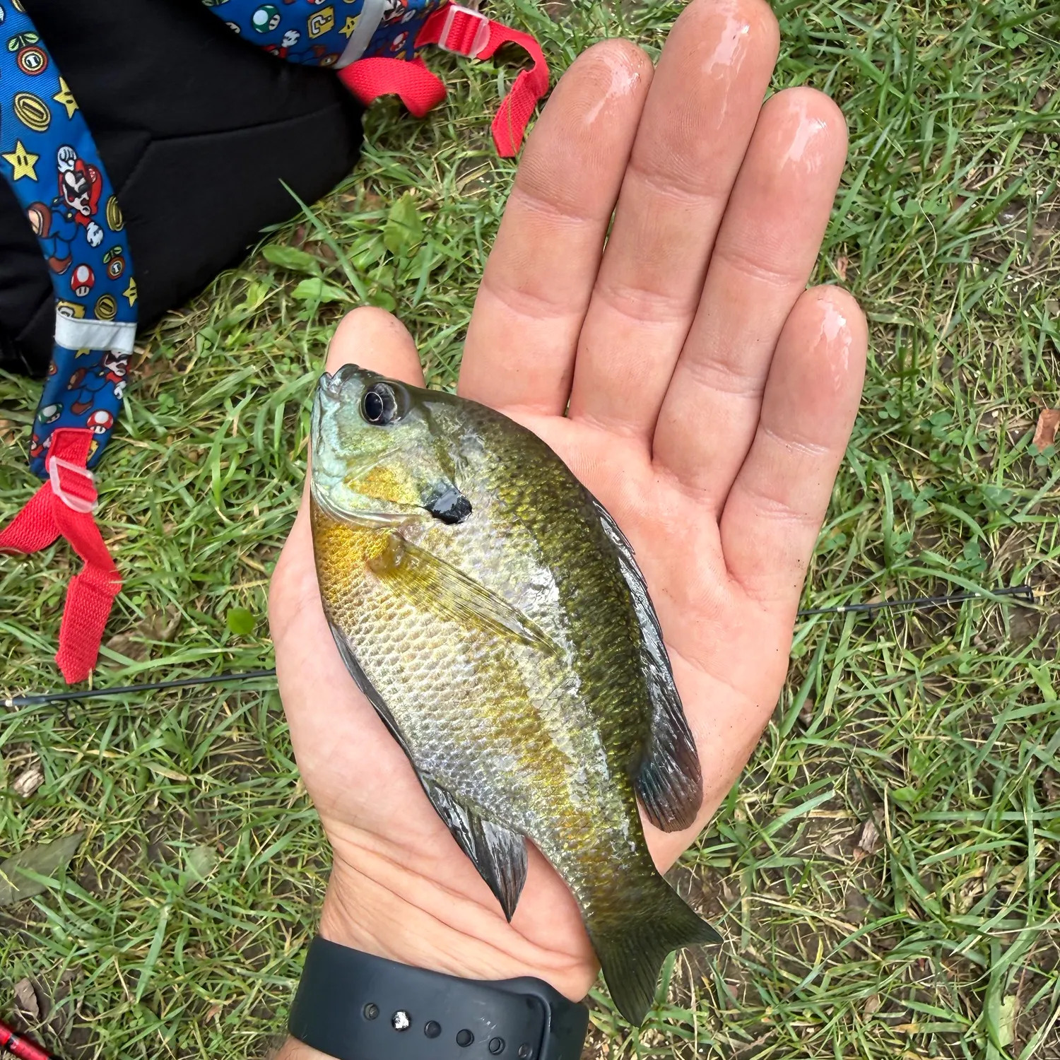 Bluegill caught on Fishbrain
