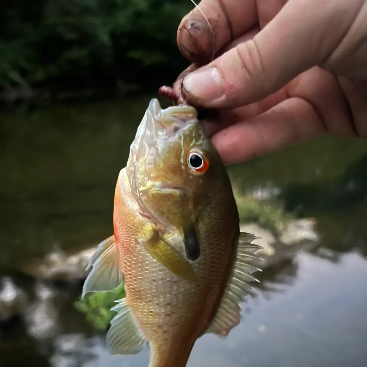 Redbreast sunfish caught on Fishbrain