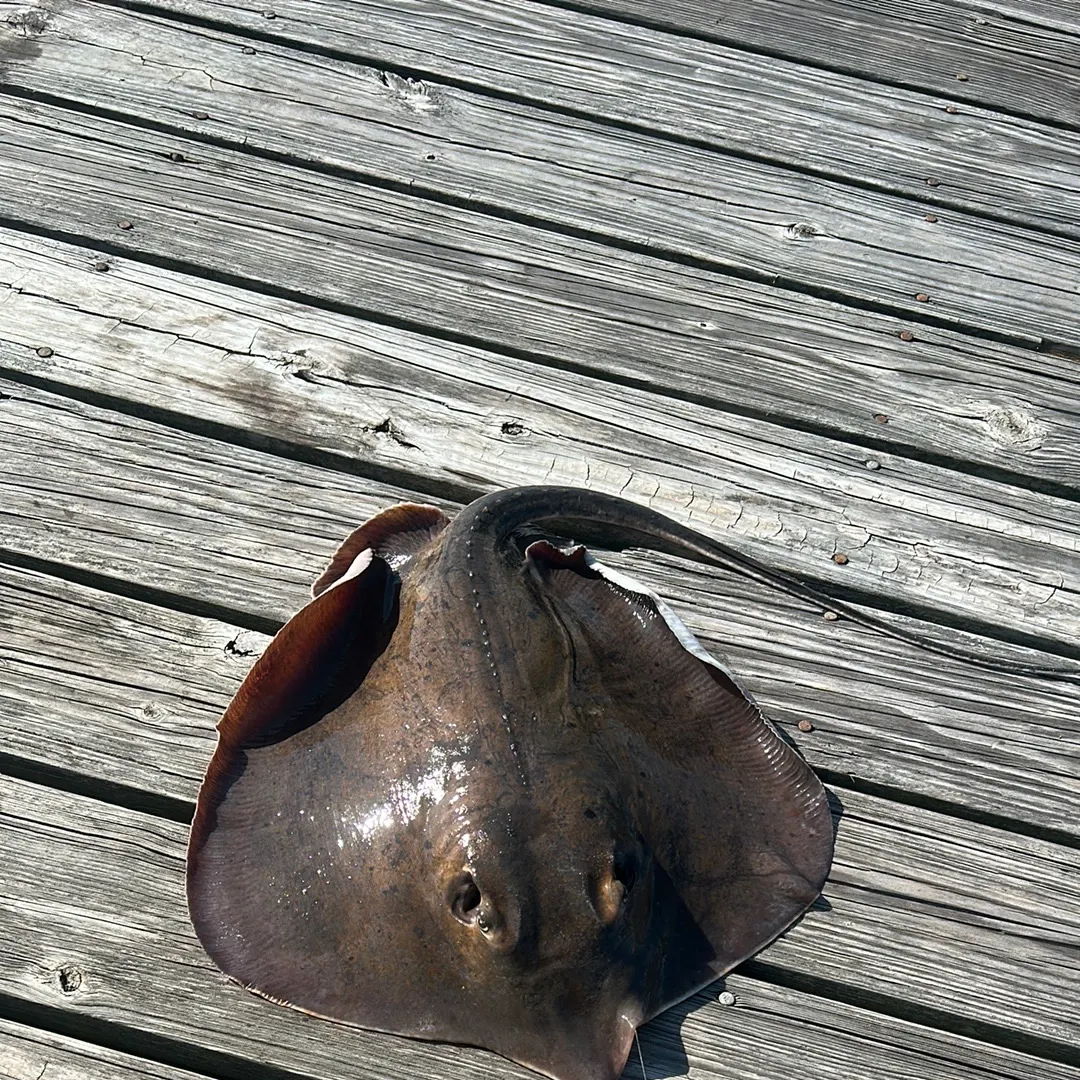 Atlantic stingray caught on Fishbrain