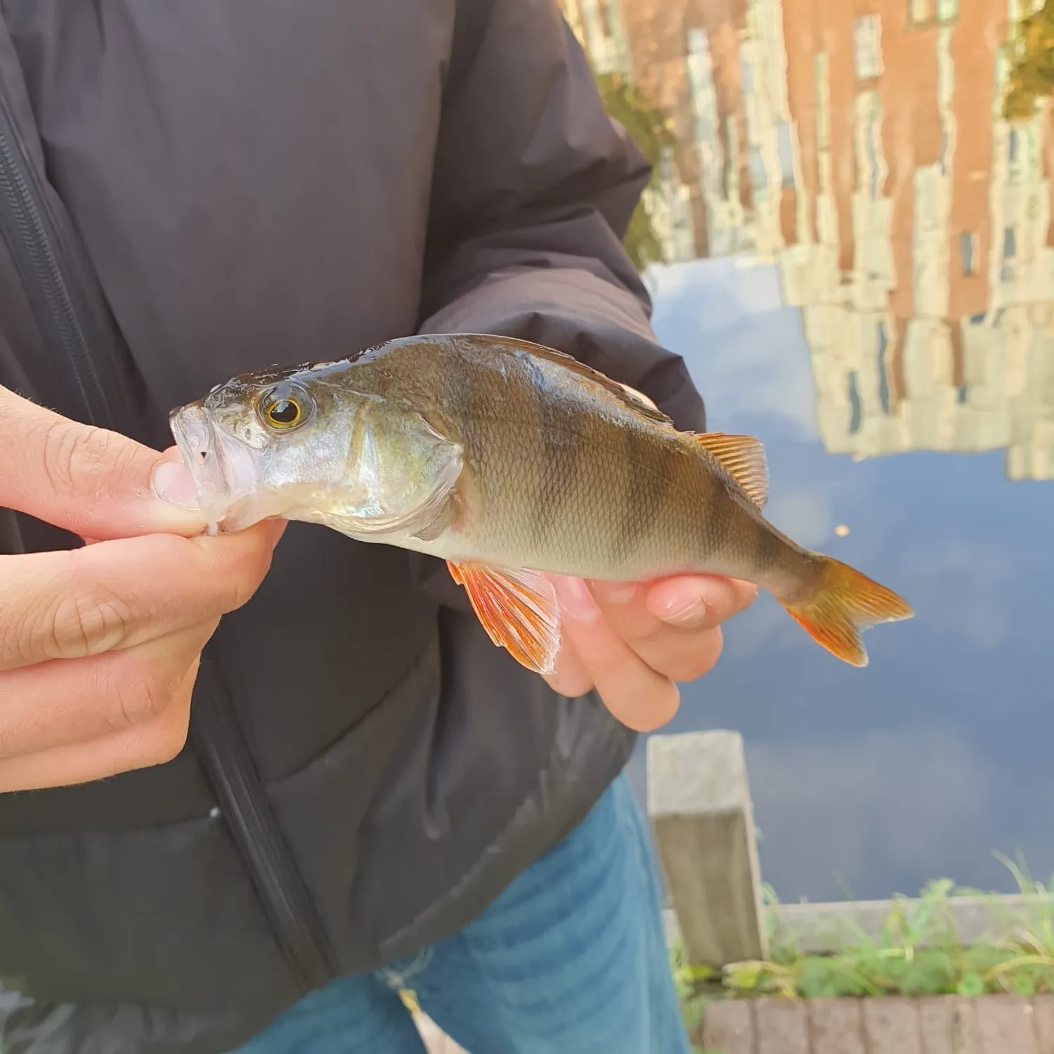 European perch caught on Fishbrain